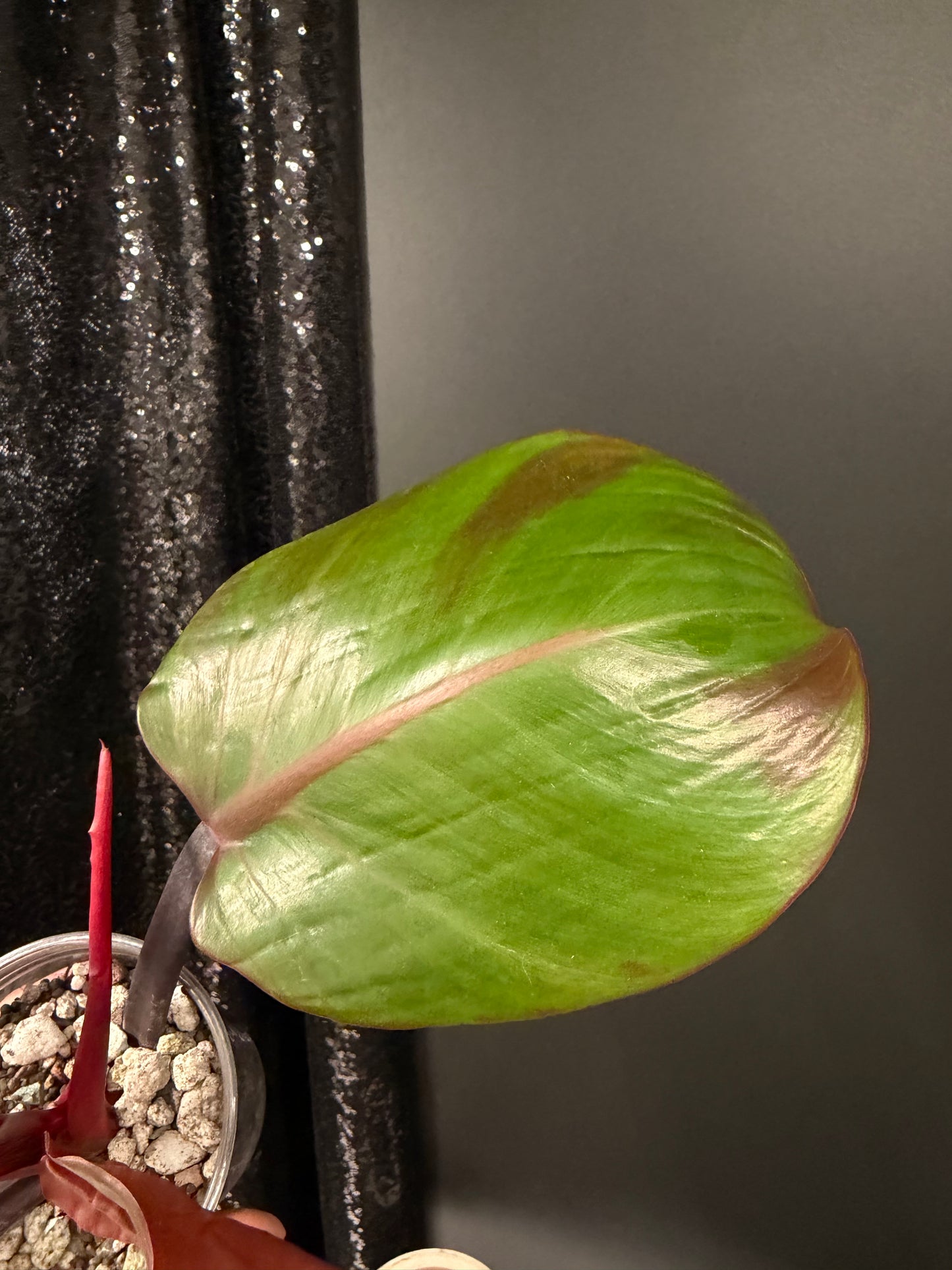 Philodendron Red Moon
