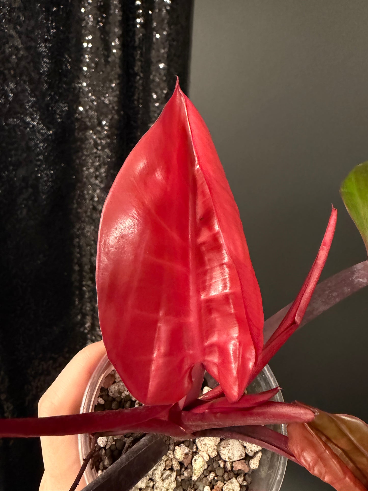 Philodendron Red Moon