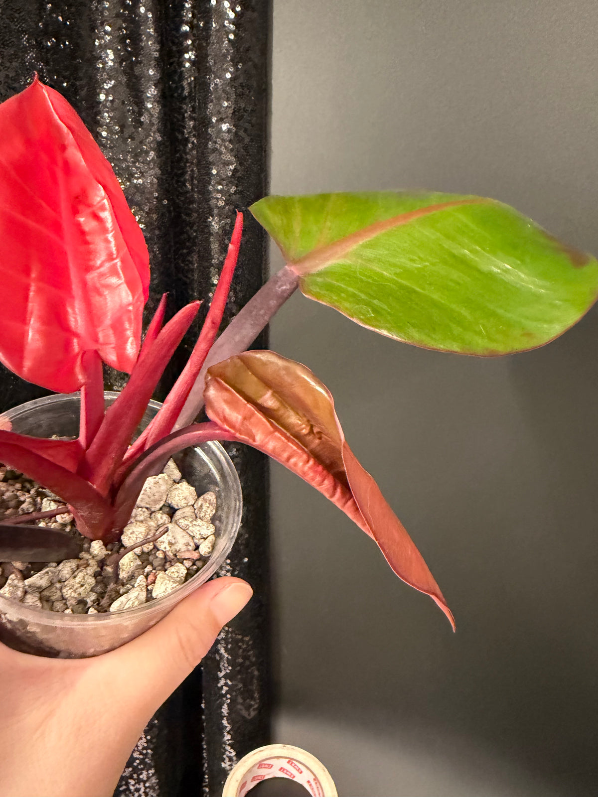Philodendron Red Moon