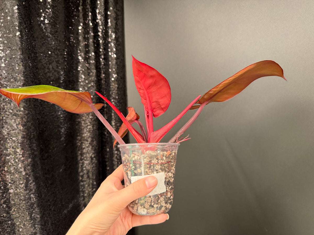 Philodendron Red Moon