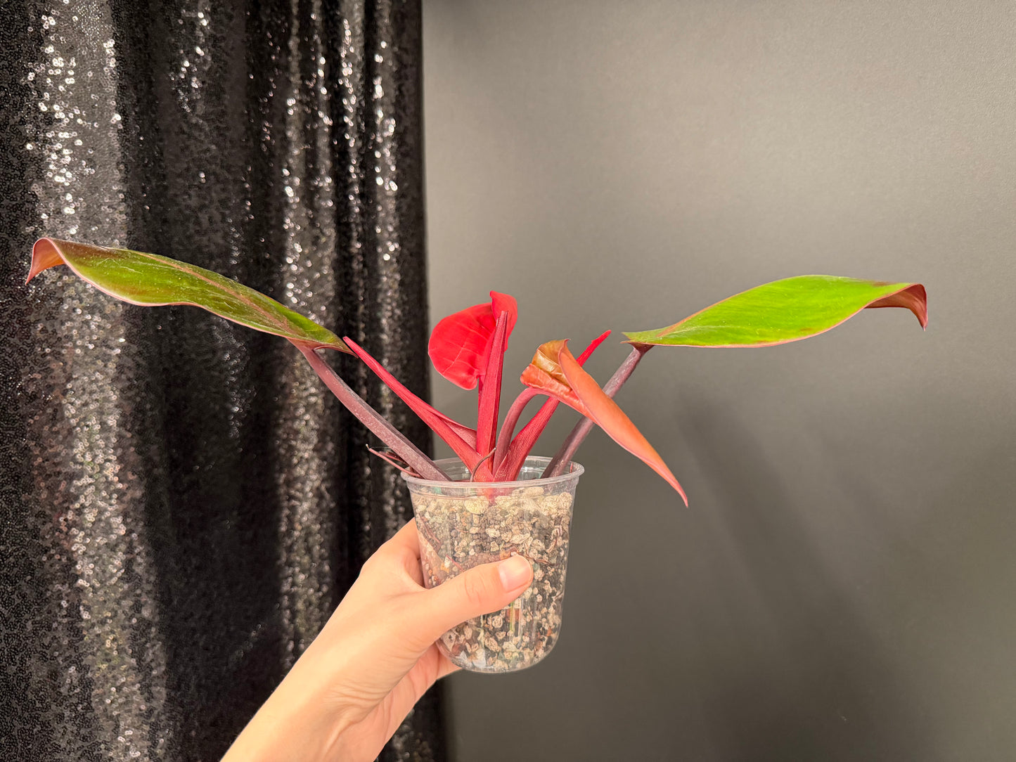 Philodendron Red Moon