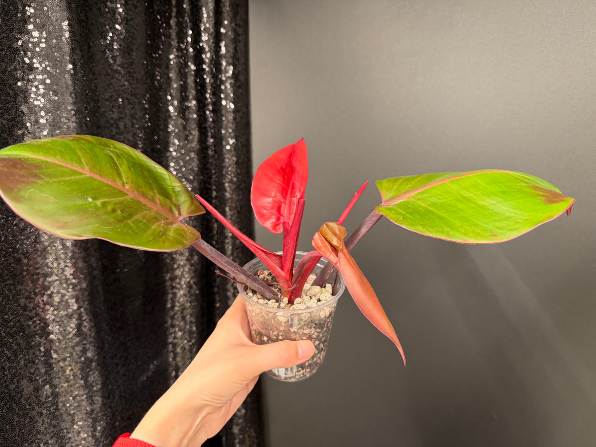 Philodendron Red Moon