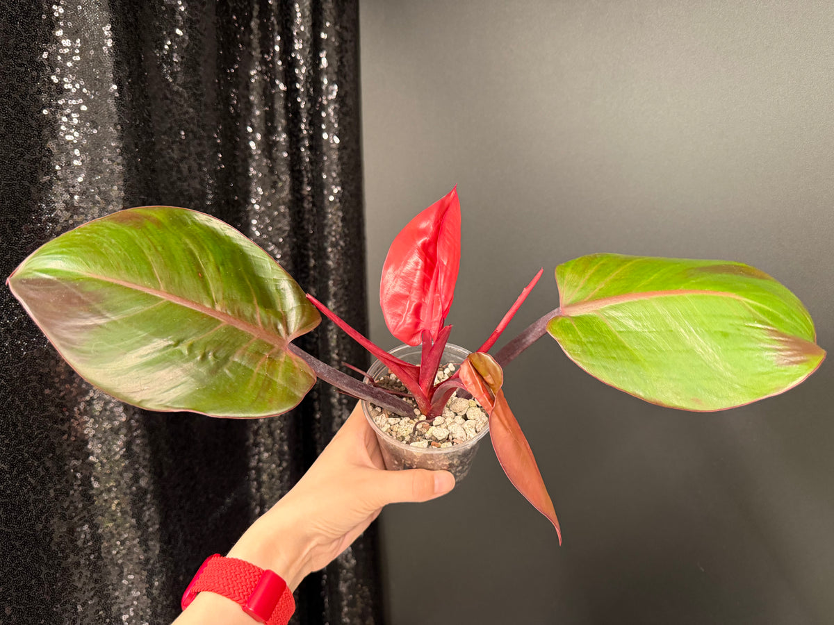 Philodendron Red Moon