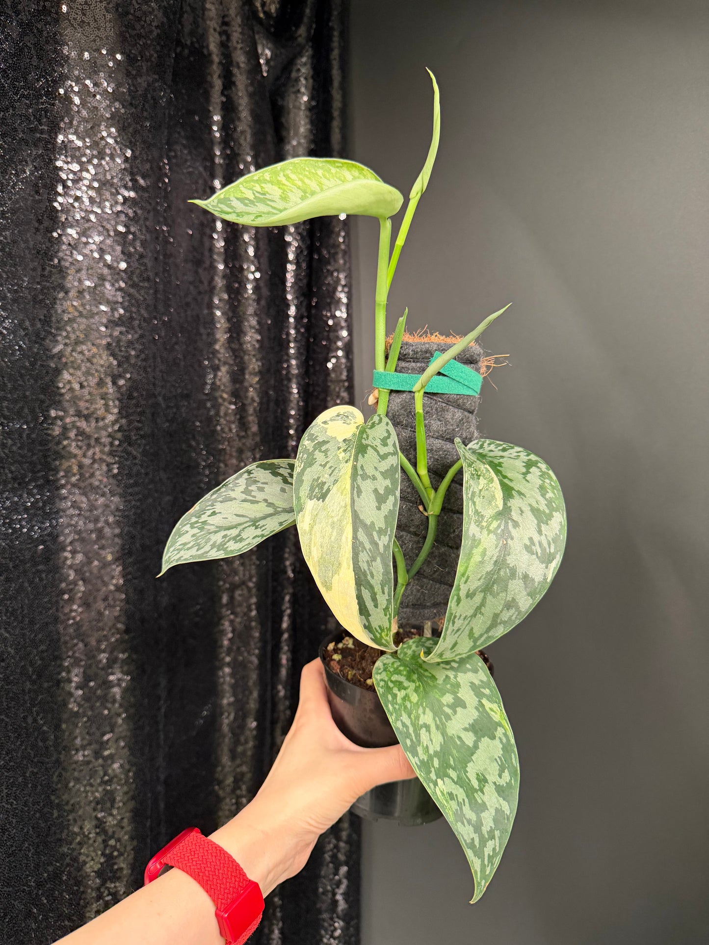 Scindapsus 'Lakambini' (with pole), Two Stems, Large Leaves