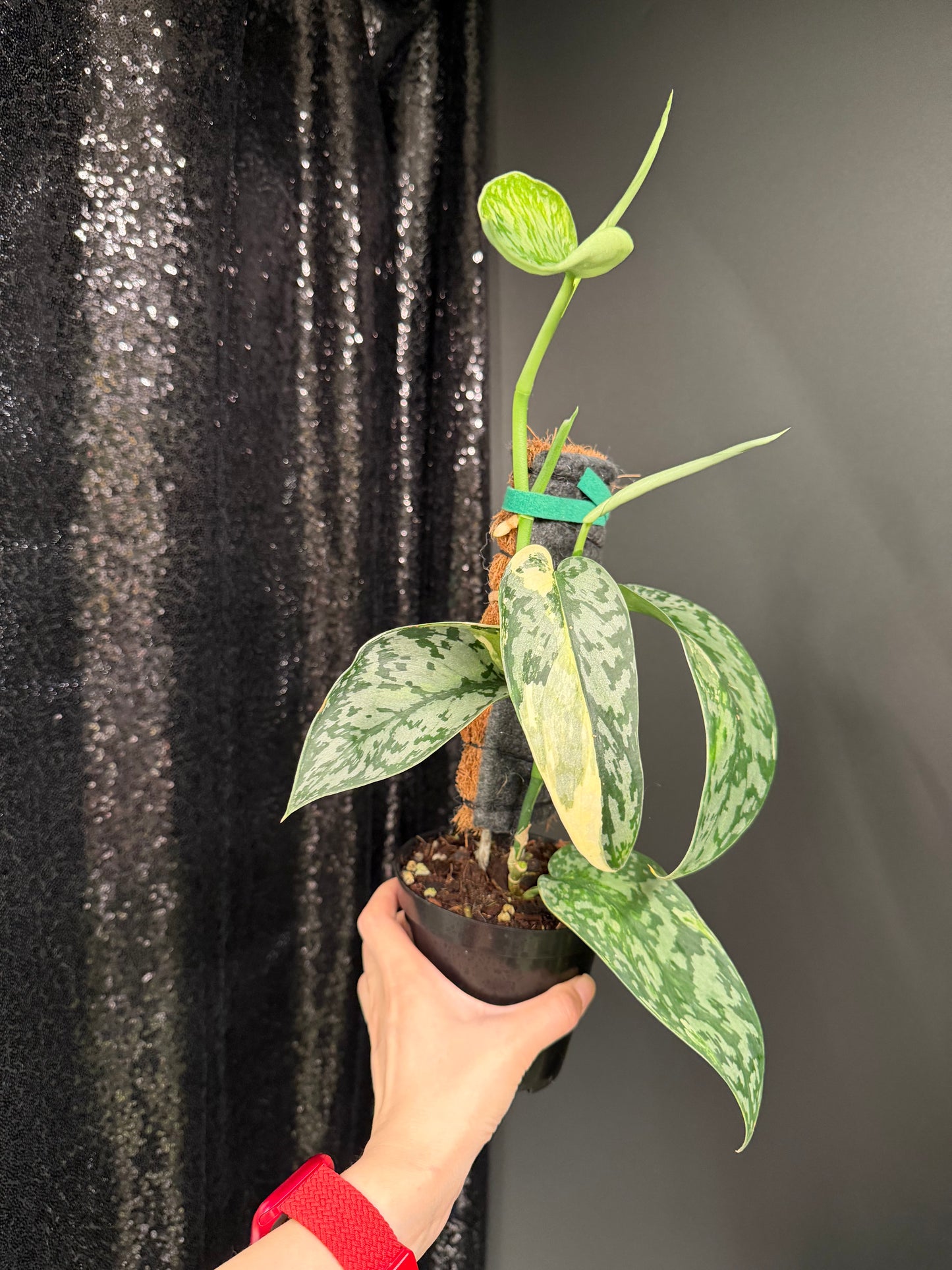 Scindapsus 'Lakambini' (with pole), Two Stems, Large Leaves