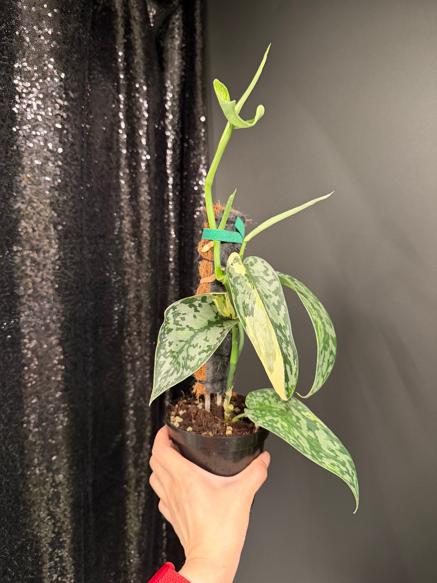 Scindapsus 'Lakambini' (with pole), Two Stems, Large Leaves