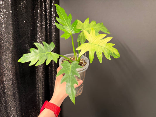 Philodendron Radiatum Variegated