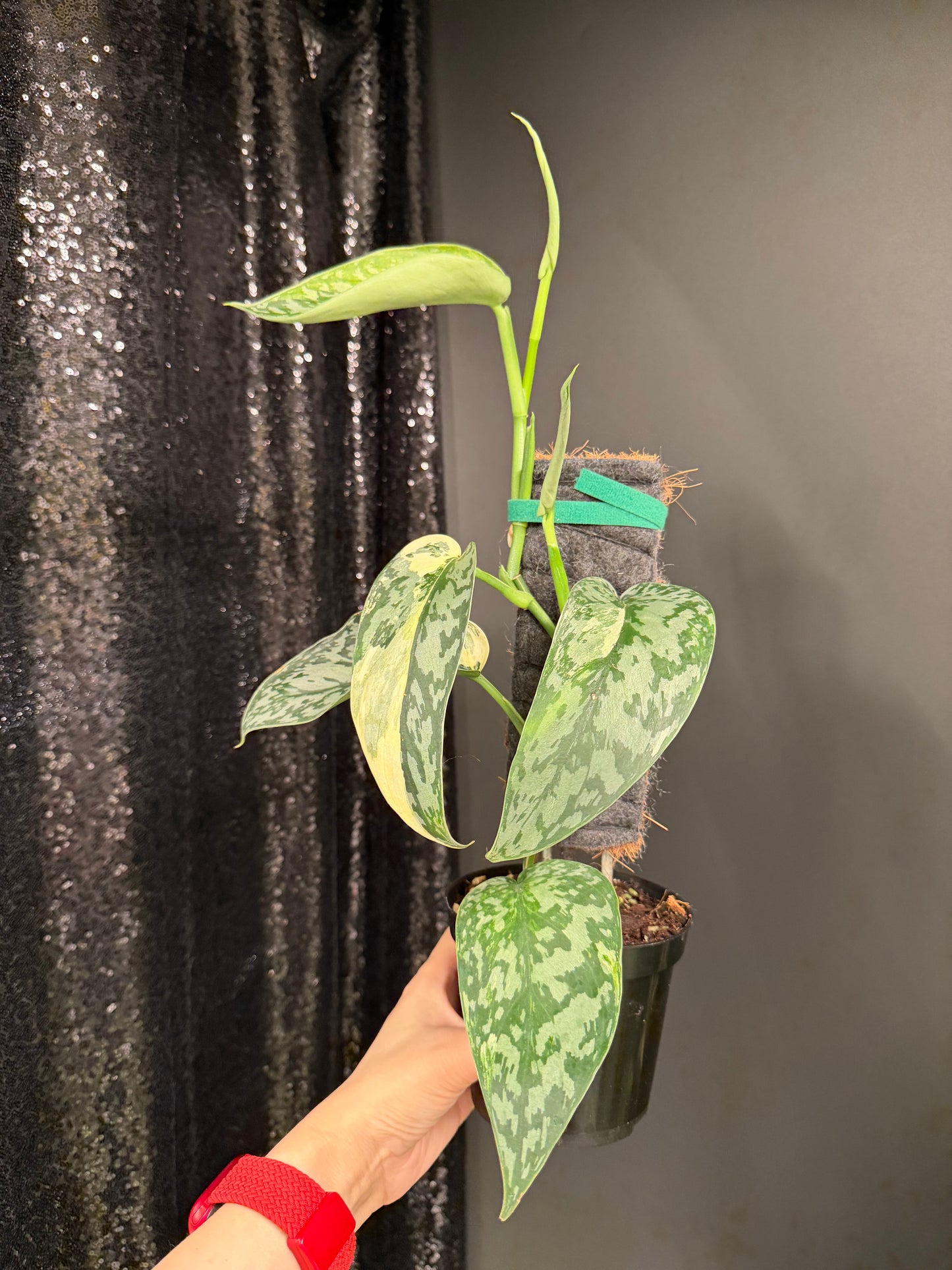 Scindapsus 'Lakambini' (with pole), Two Stems, Large Leaves