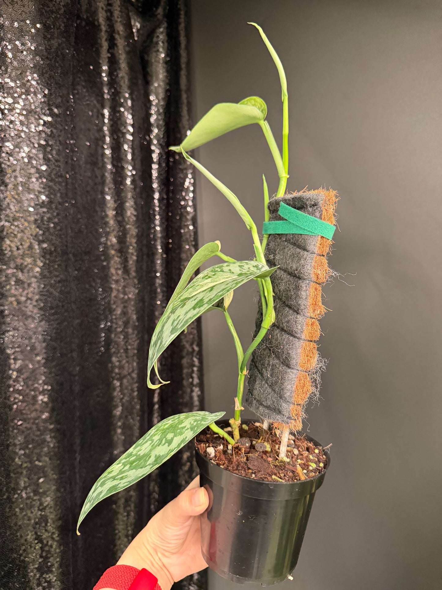 Scindapsus 'Lakambini' (with pole), Two Stems, Large Leaves