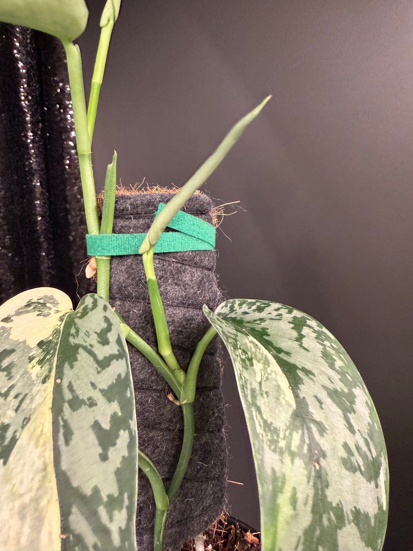 Scindapsus 'Lakambini' (with pole), Two Stems, Large Leaves