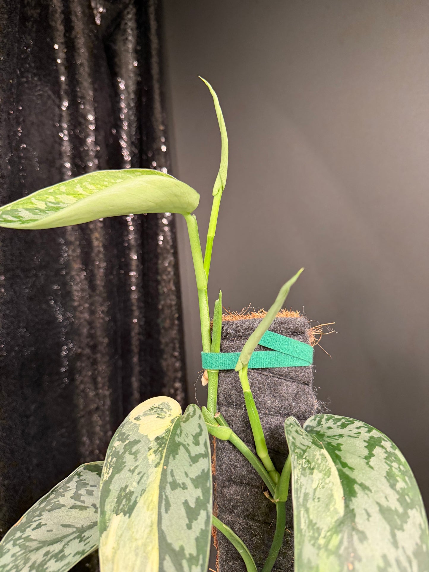 Scindapsus 'Lakambini' (with pole), Two Stems, Large Leaves