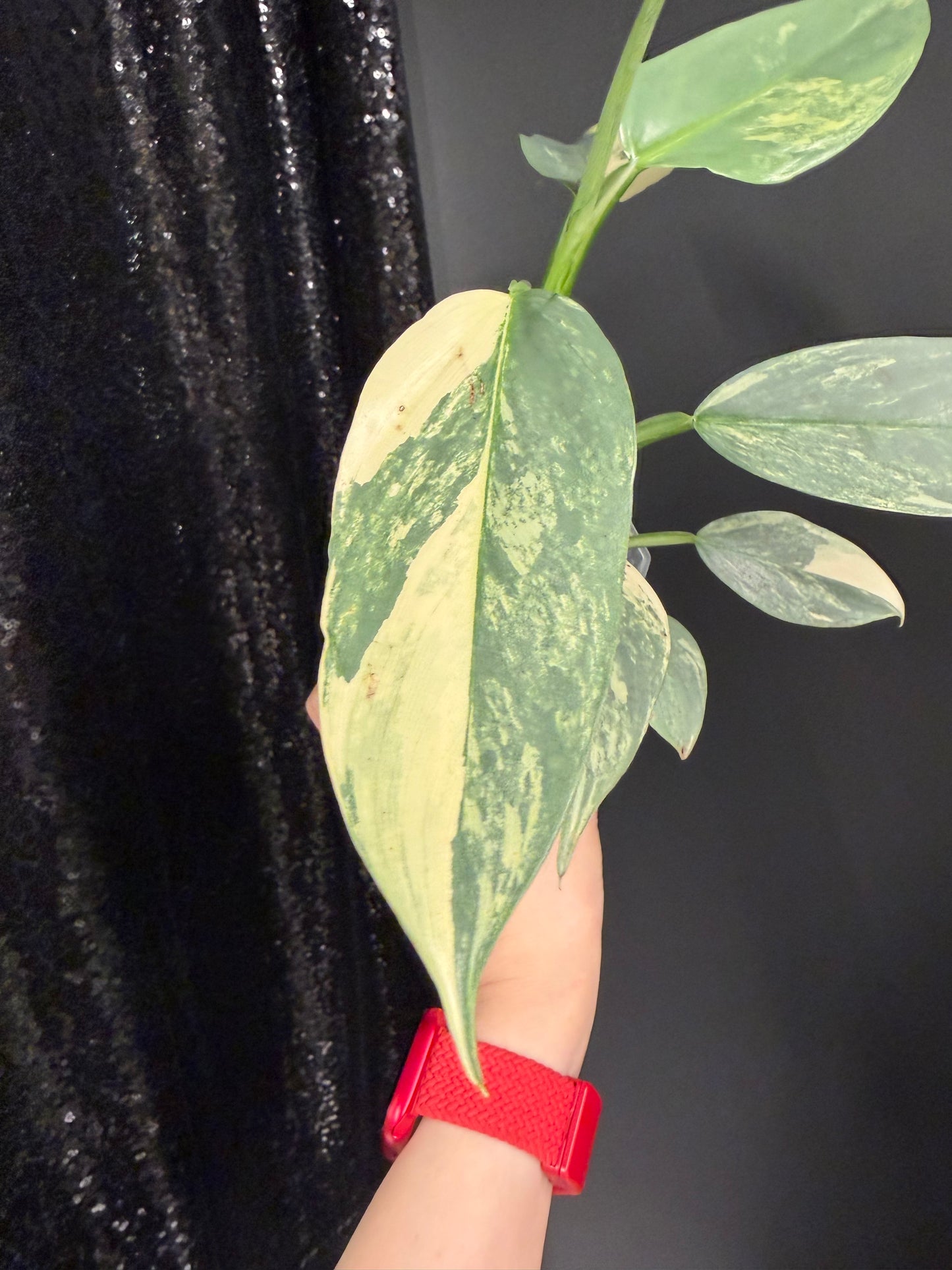 Philodendron Silver Sword Variegated