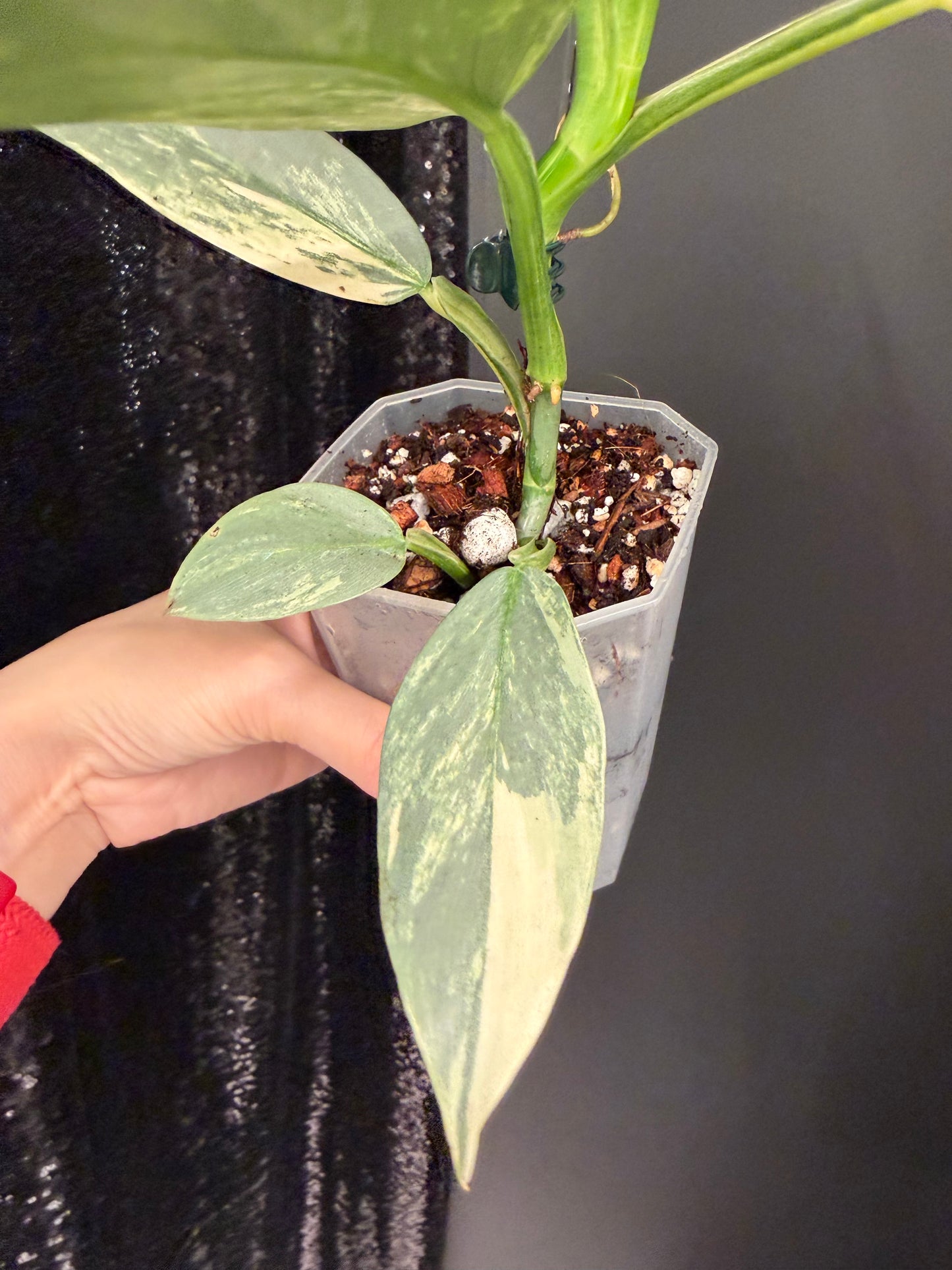 Philodendron Silver Sword Variegated