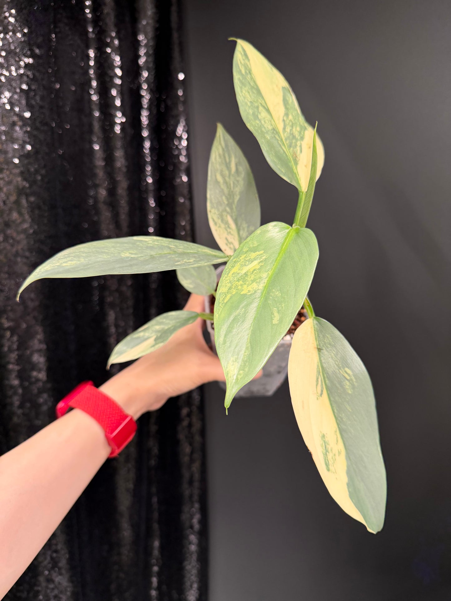 Philodendron Silver Sword Variegated