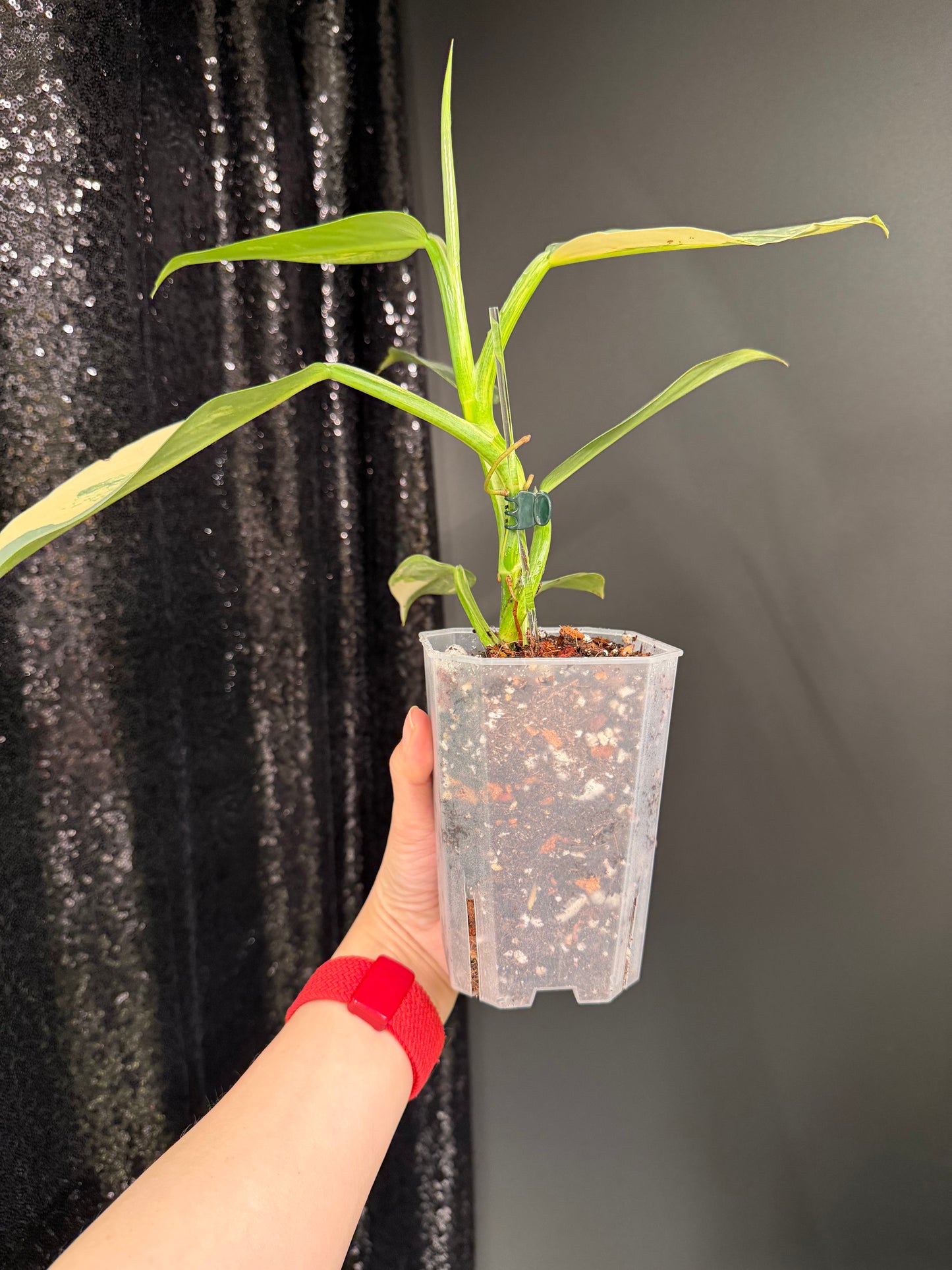 Philodendron Silver Sword Variegated
