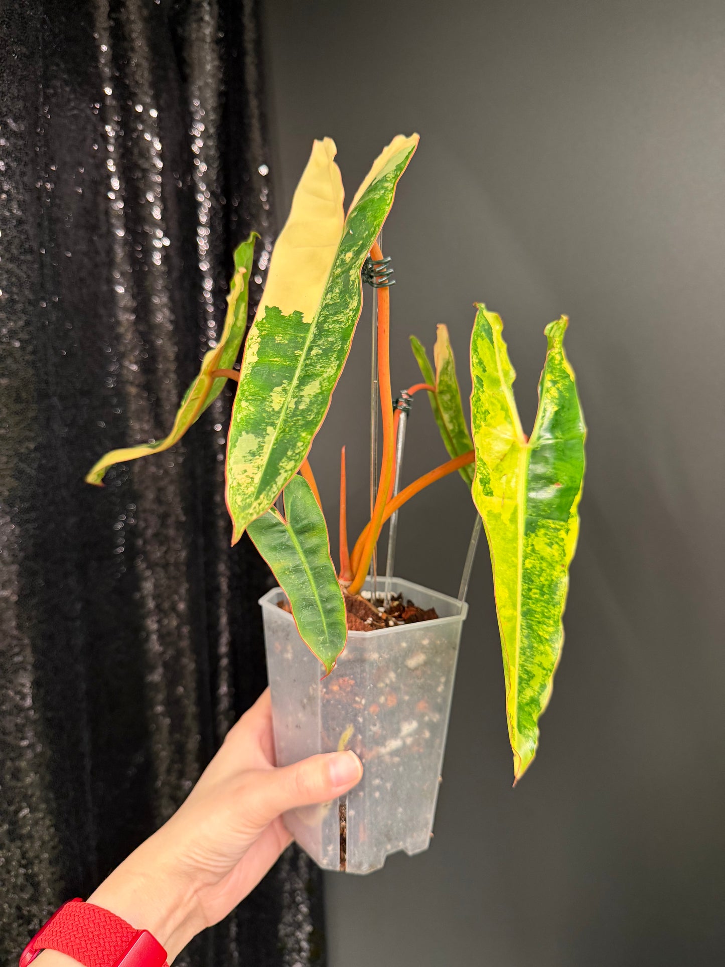 Philodendron Billietiae Variegated, Exact Plant