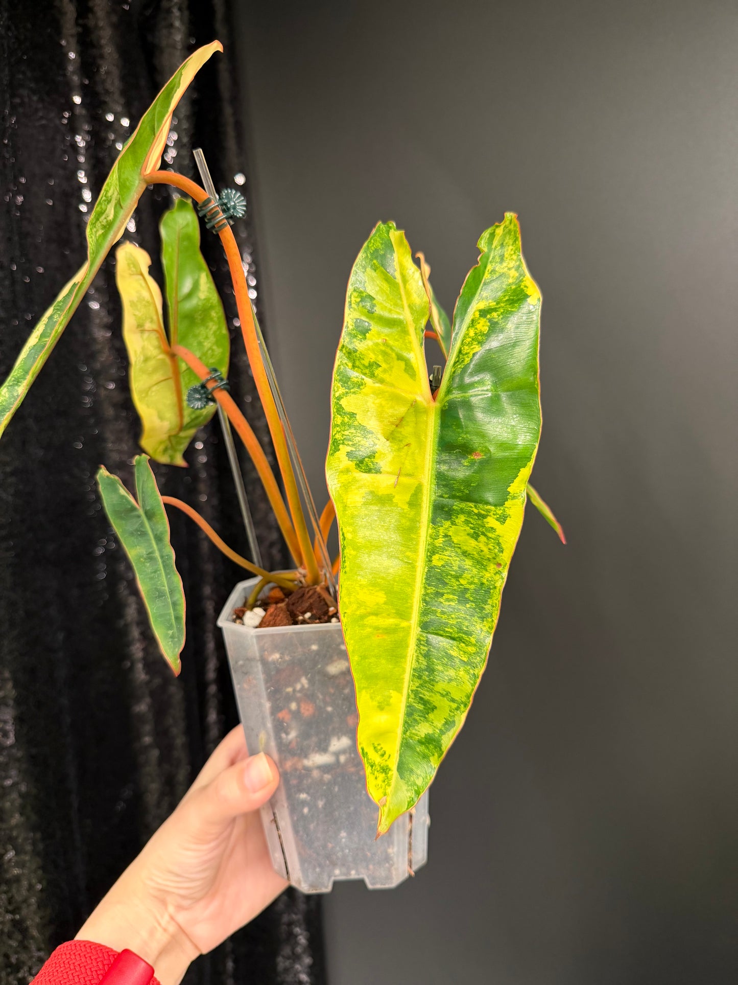 Philodendron Billietiae Variegated, Exact Plant