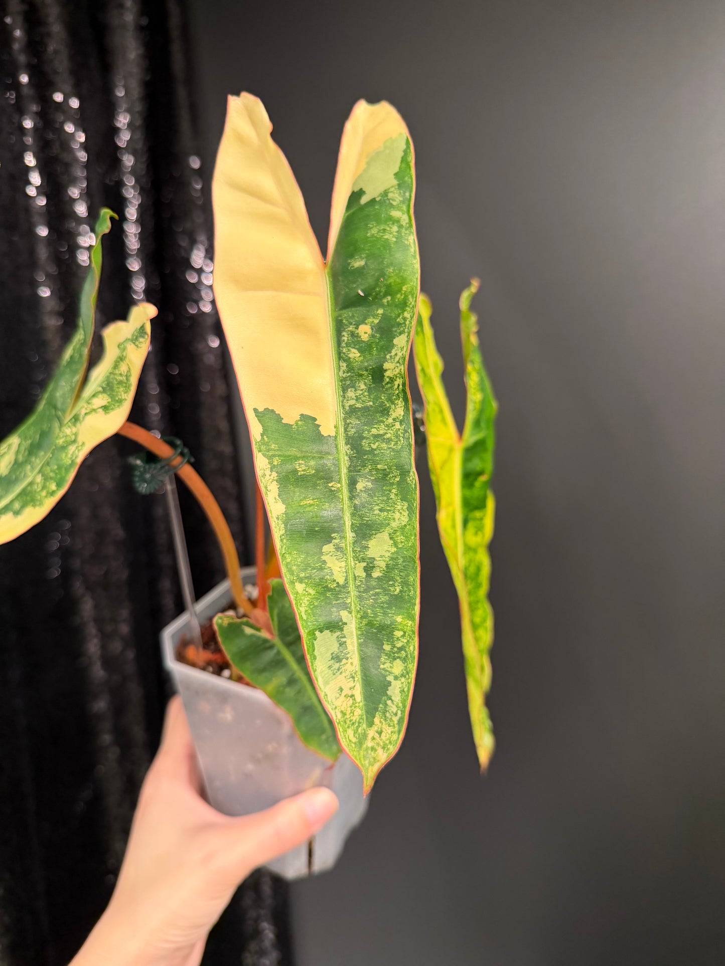 Philodendron Billietiae Variegated, Exact Plant