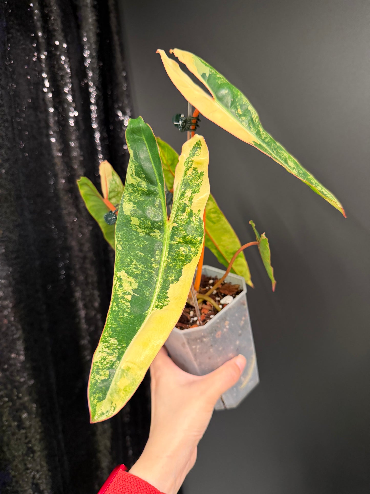 Philodendron Billietiae Variegated, Exact Plant