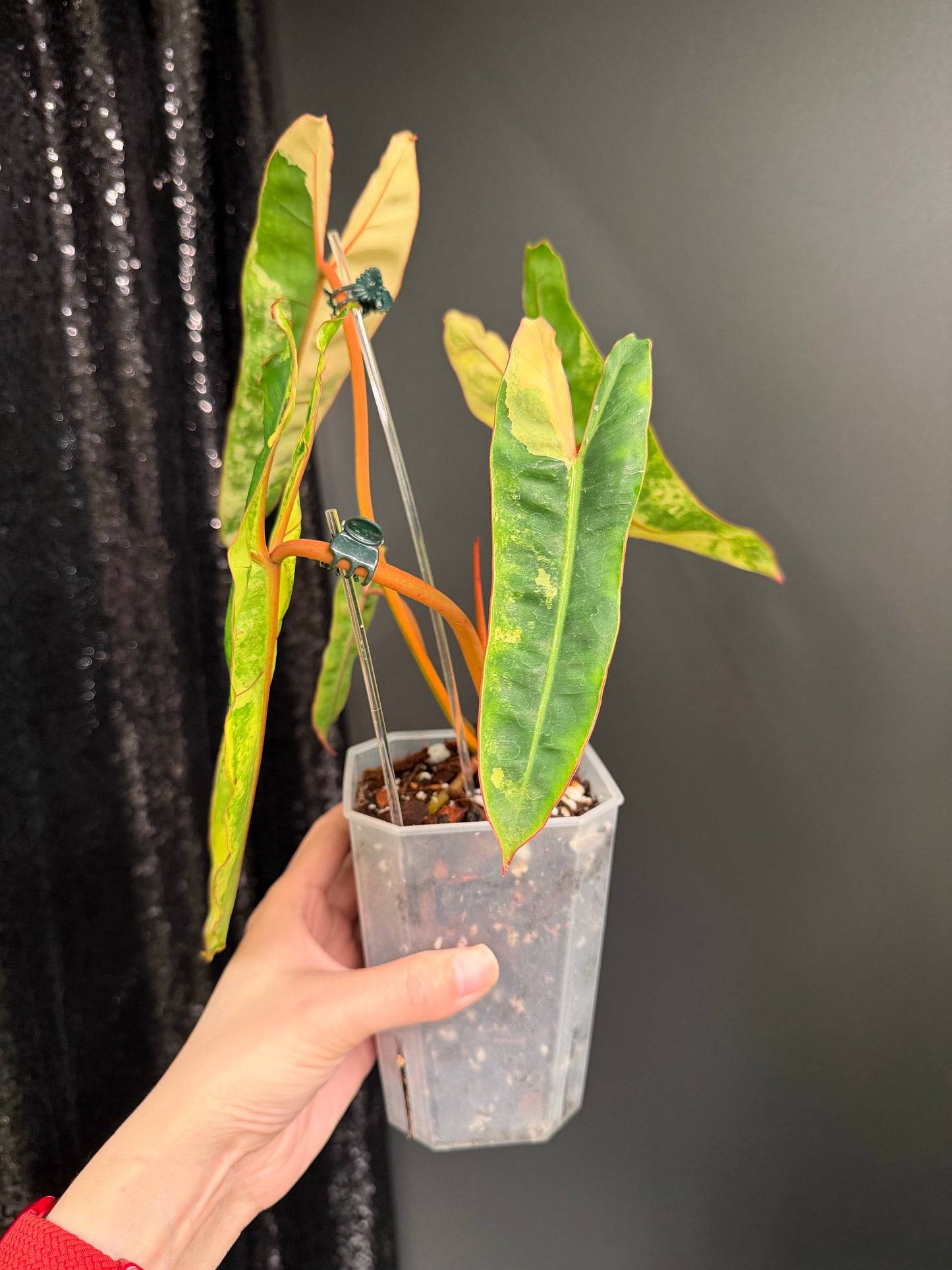 Philodendron Billietiae Variegated, Exact Plant