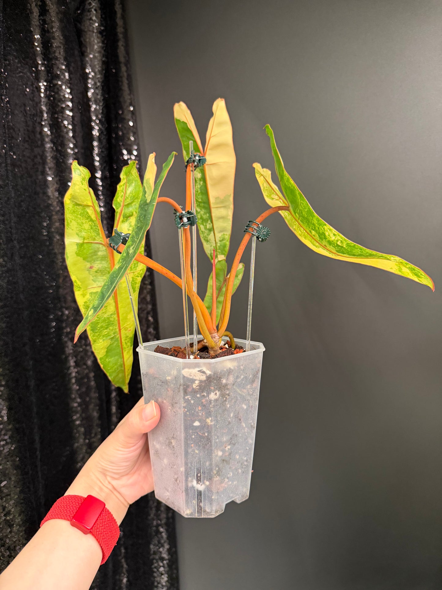 Philodendron Billietiae Variegated, Exact Plant