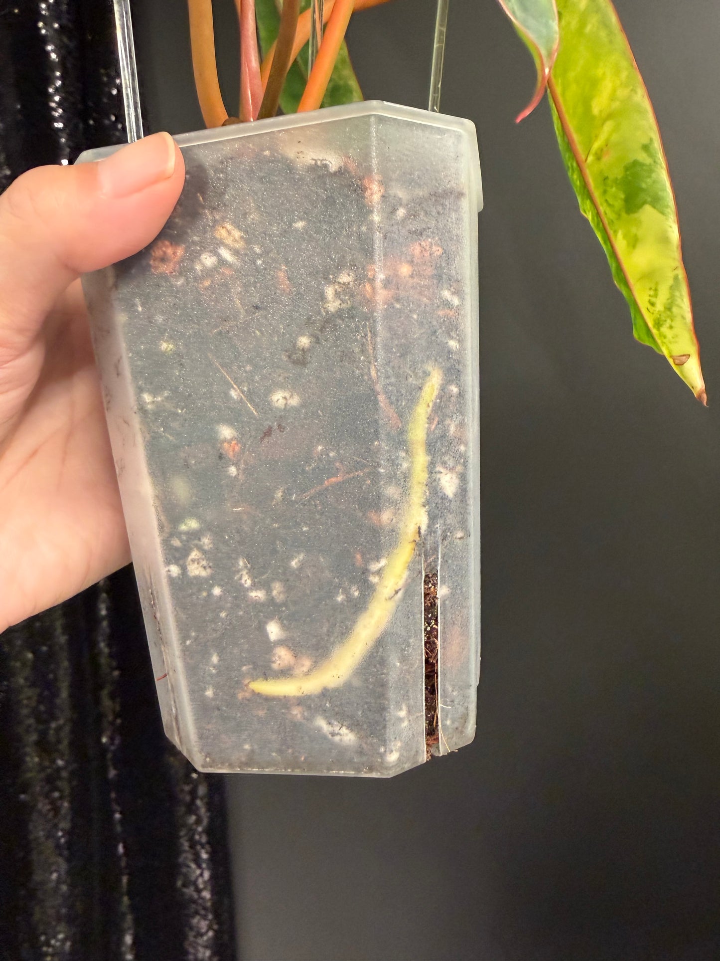 Philodendron Billietiae Variegated, Exact Plant