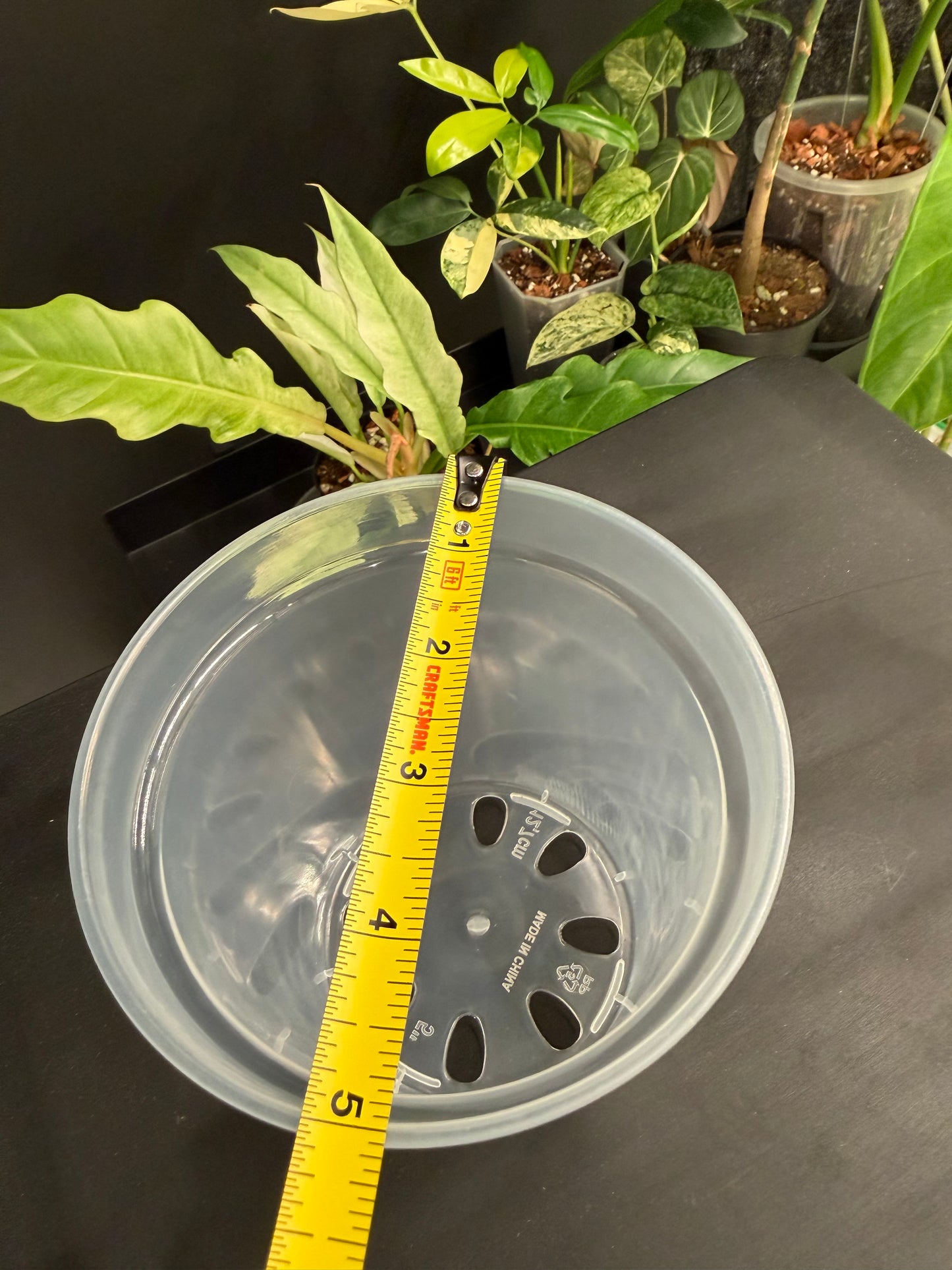 Clear Plastic Pot 5-Pack, 5 Inch, Total 5 Pots