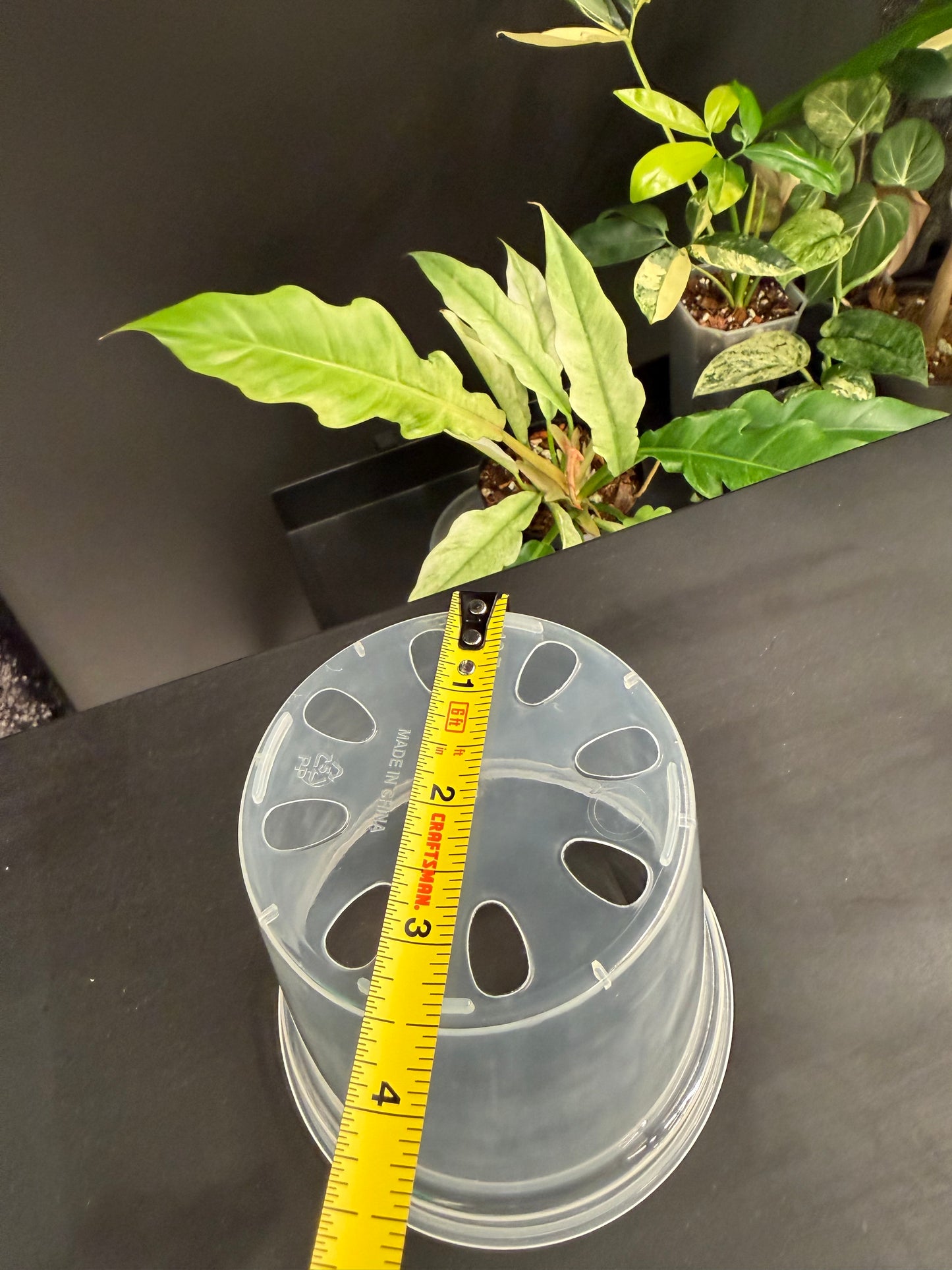 Clear Plastic Pot 5-Pack, 5 Inch, Total 5 Pots