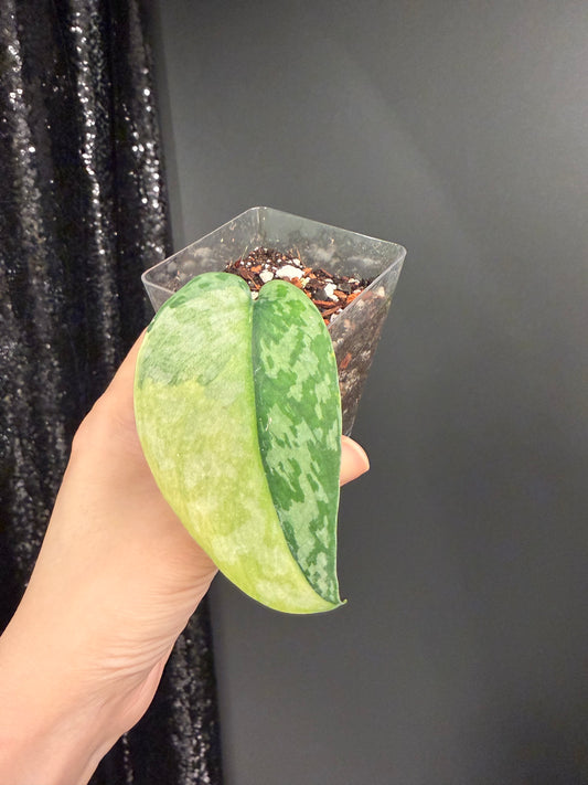 Scindapsus Lakambini Variegated, with New Growth