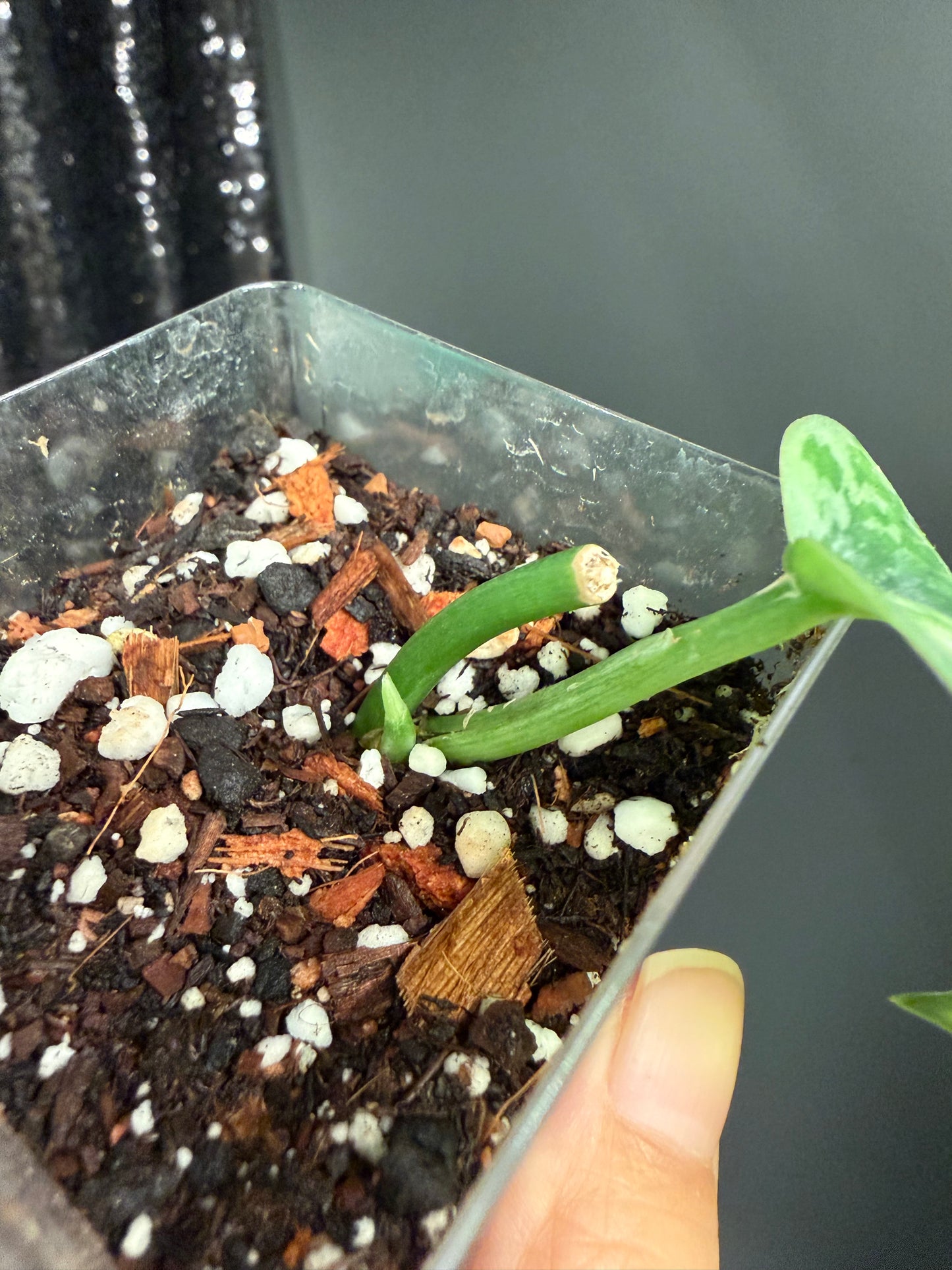 Scindapsus Lakambini Variegated, with New Growth