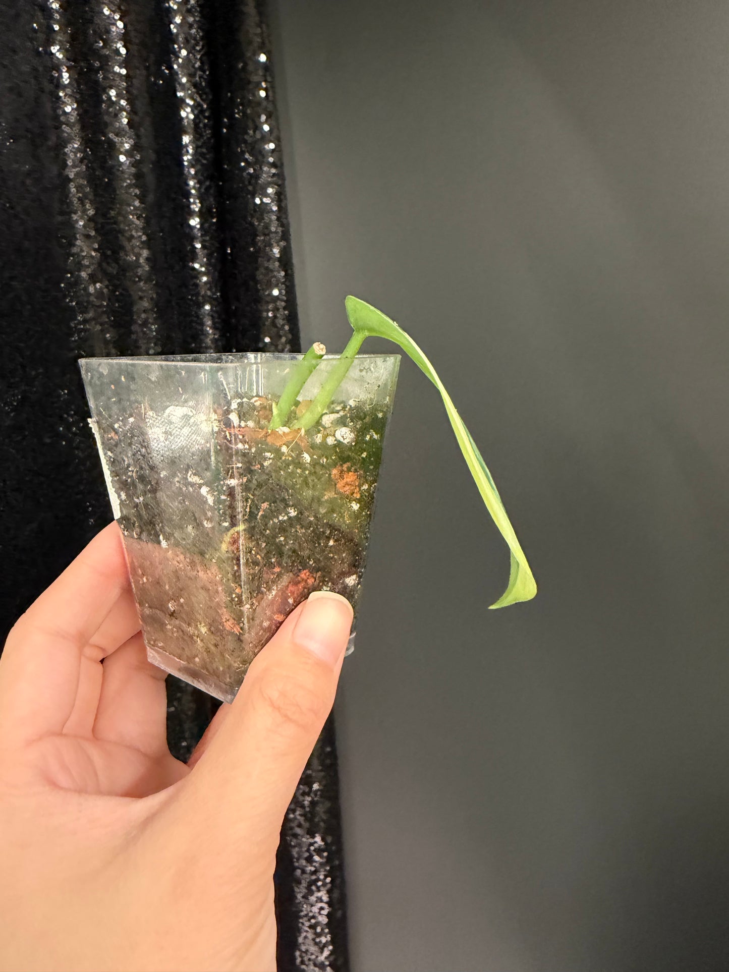 Scindapsus Lakambini Variegated, with New Growth