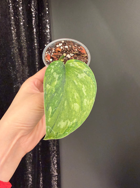 Scindapsus Matcha Variegated, Rooted with New Growth