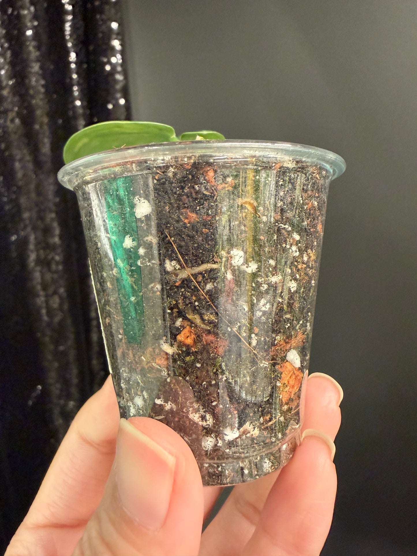 Scindapsus Matcha Variegated, Rooted with New Growth