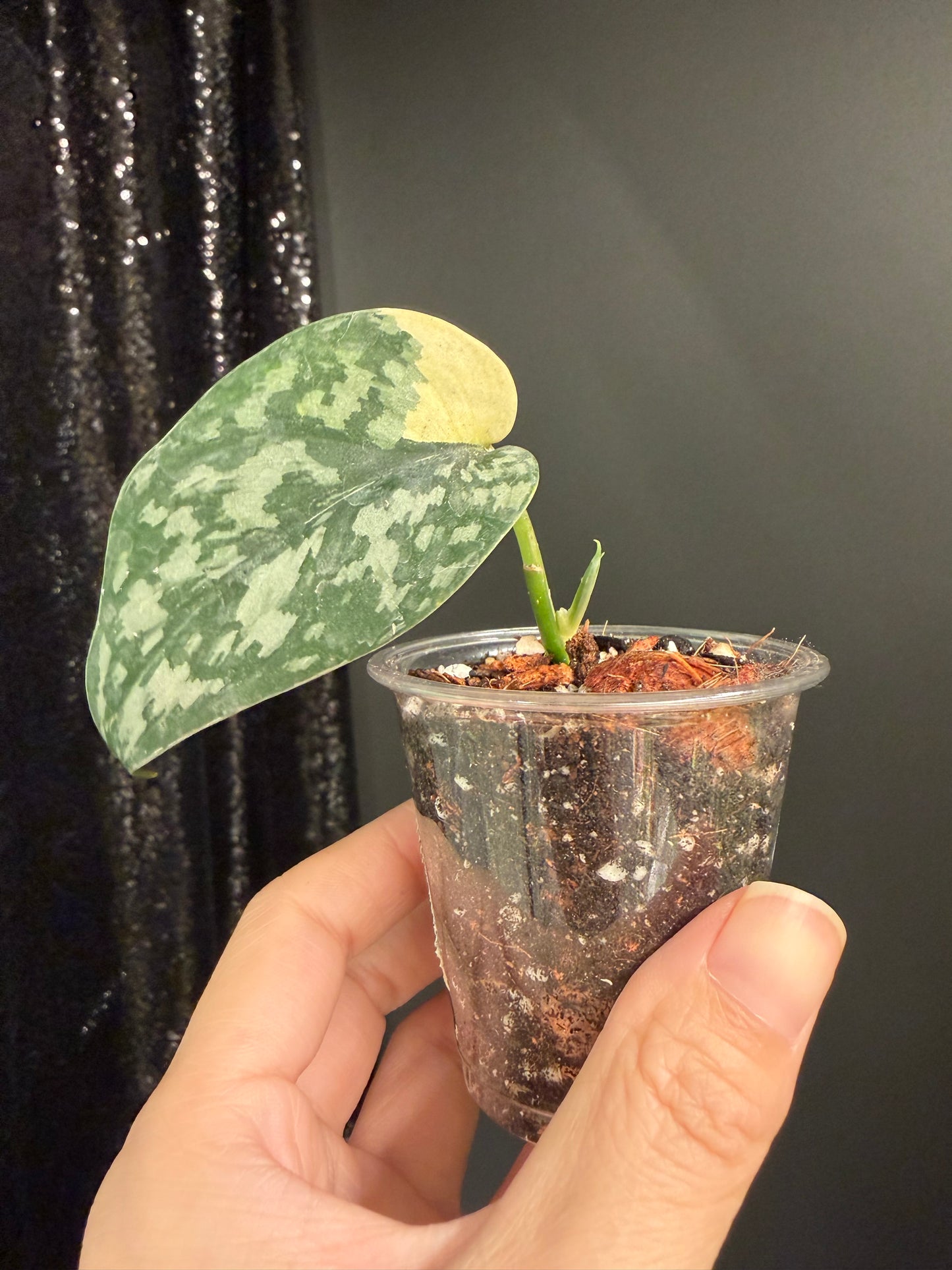 Scindapsus Maharlika Variegated, Exact Rooted Cutting with New Growt