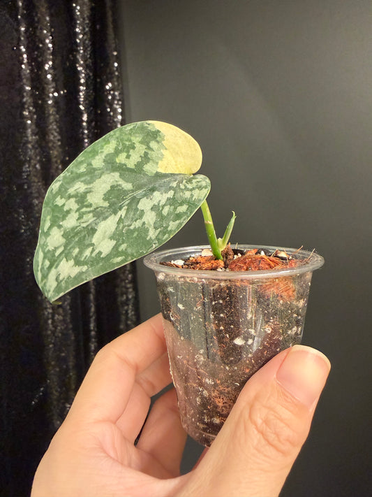 Scindapsus Maharlika Variegated, Exact Rooted Cutting with New Growt