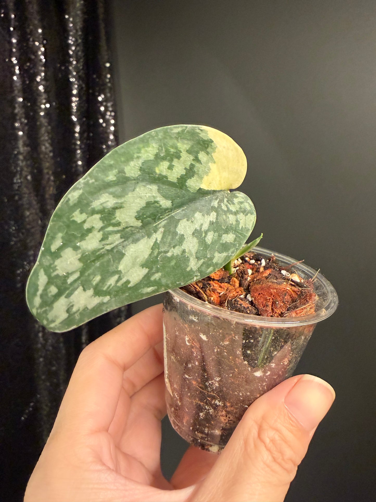 Scindapsus Maharlika Variegated, Exact Rooted Cutting with New Growt
