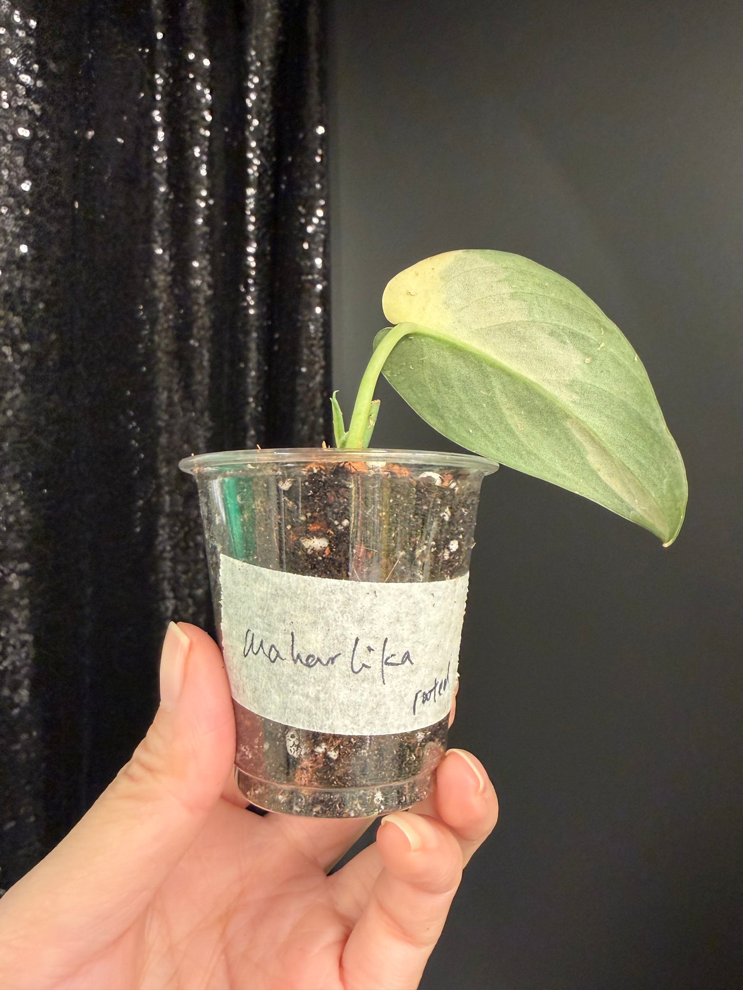 Scindapsus Maharlika Variegated, Exact Rooted Cutting with New Growt