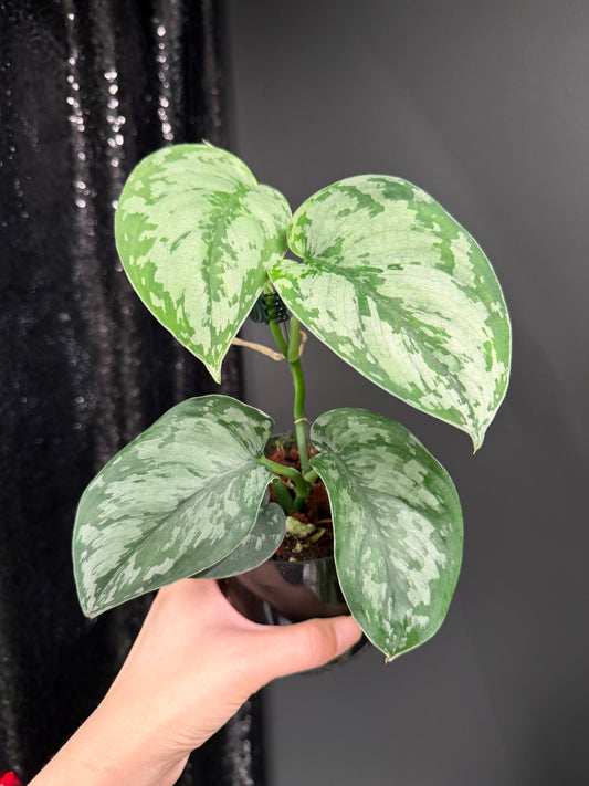 Scindapsus Army, Large Dark Green Leaf