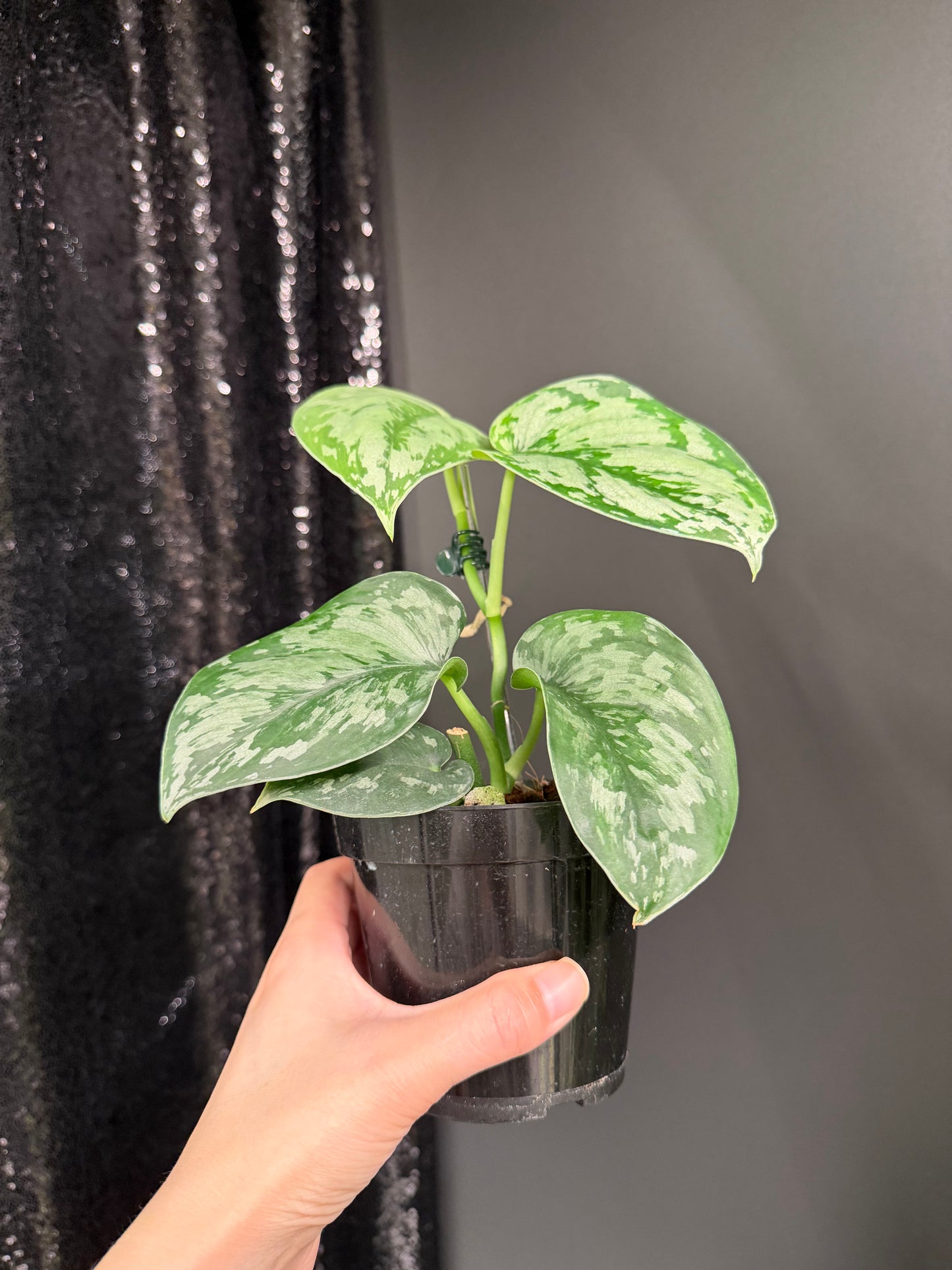 Scindapsus Army, Large Dark Green Leaf