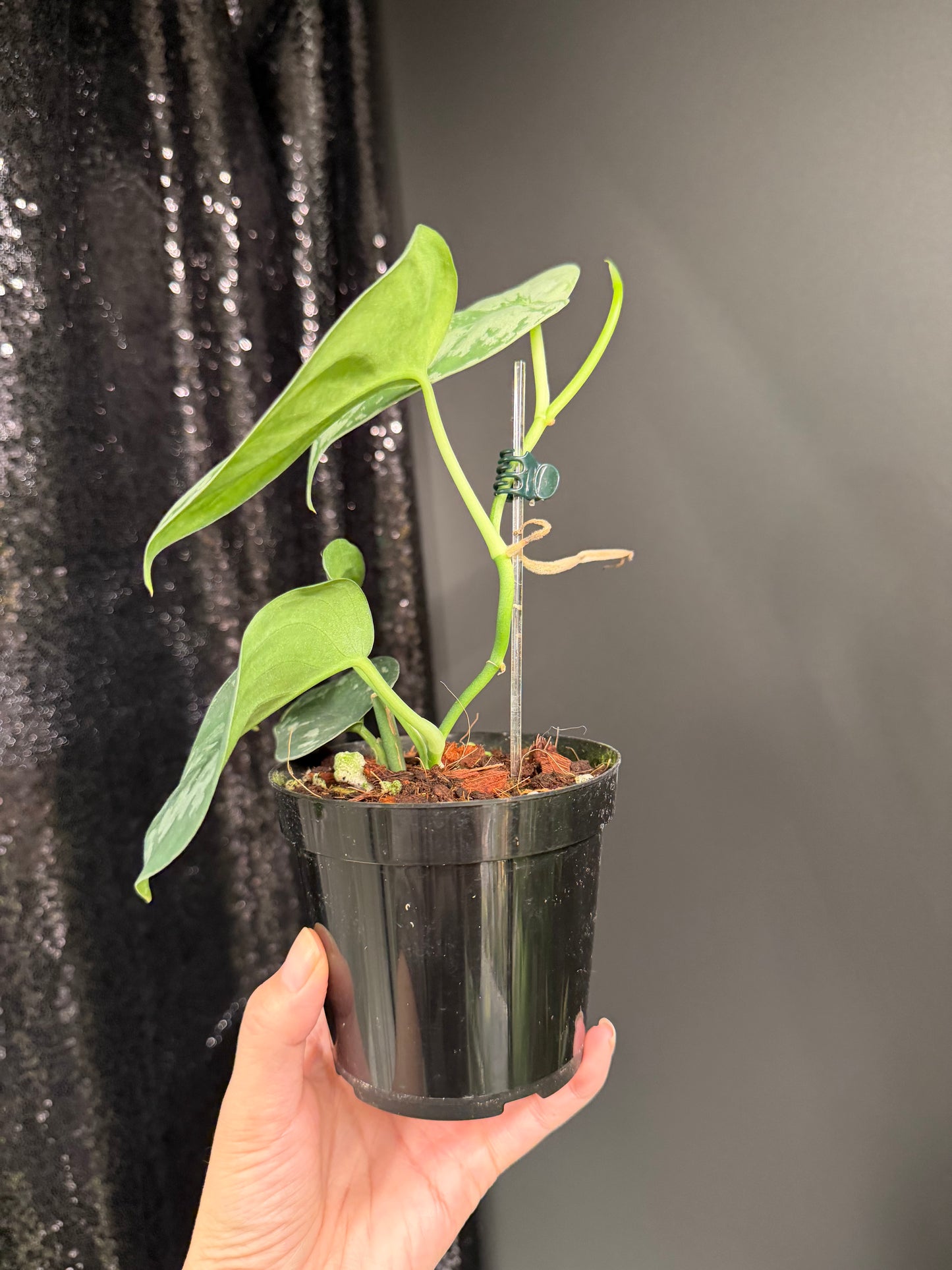 Scindapsus Army, Large Dark Green Leaf