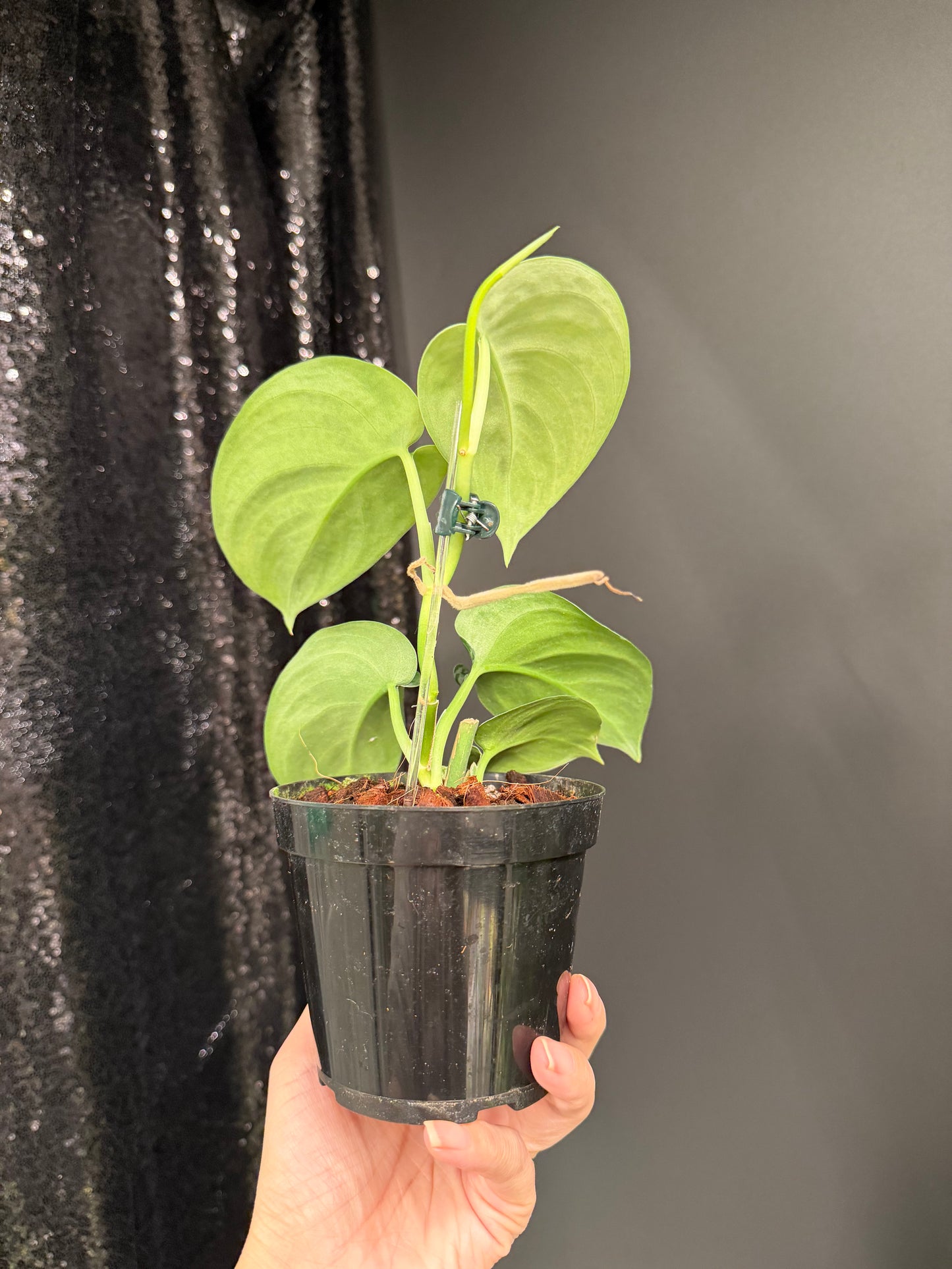 Scindapsus Army, Large Dark Green Leaf