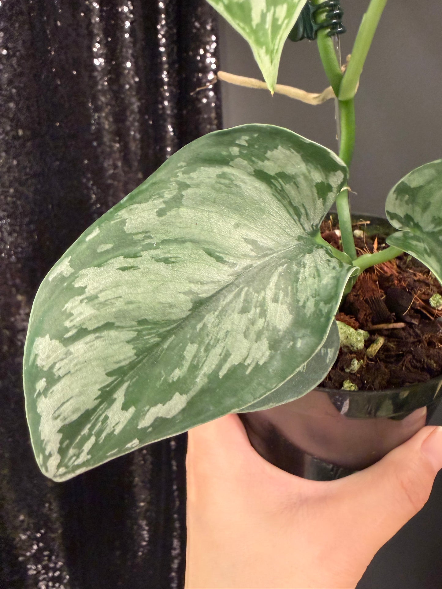 Scindapsus Army, Large Dark Green Leaf