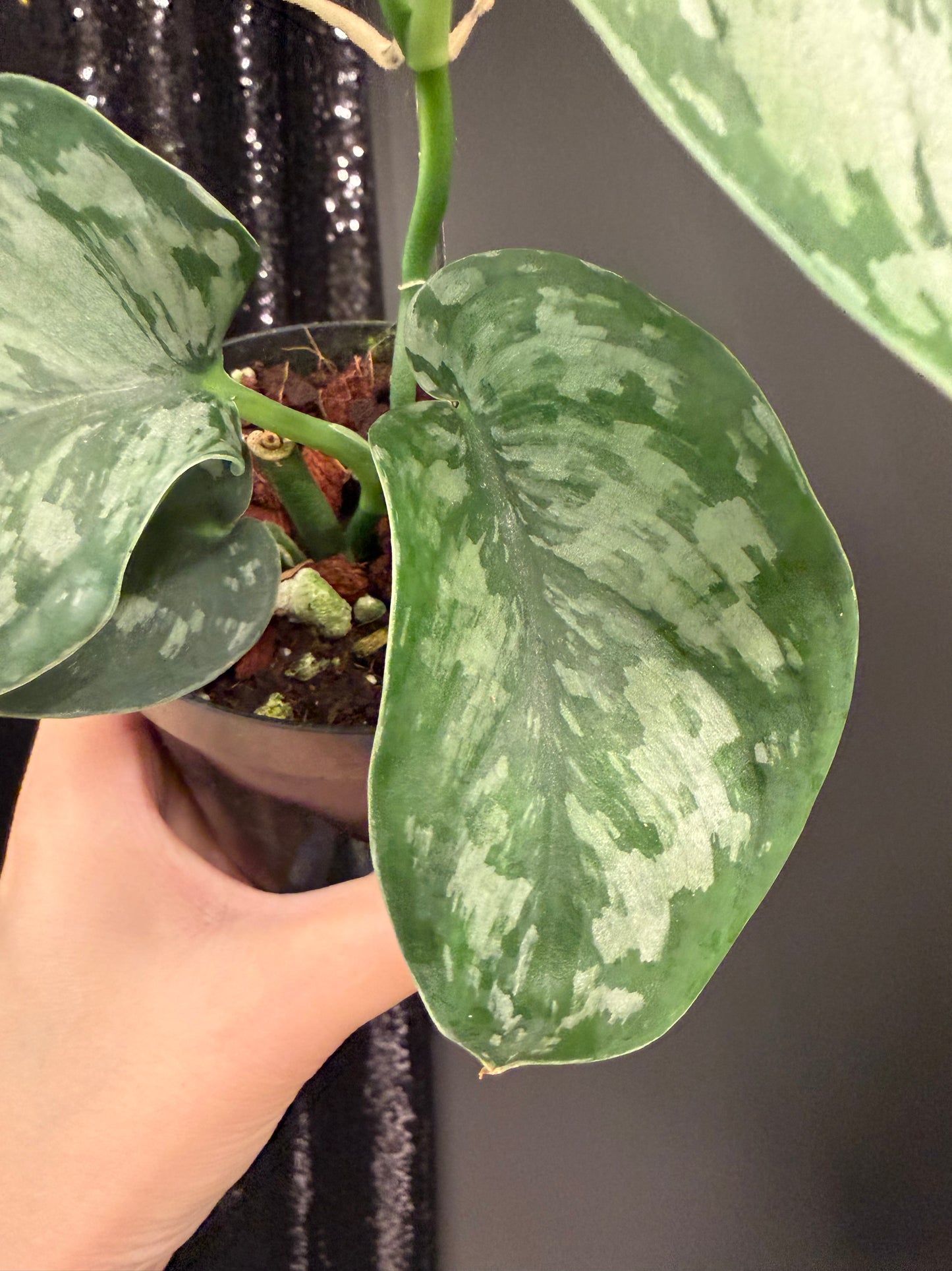 Scindapsus Army, Large Dark Green Leaf