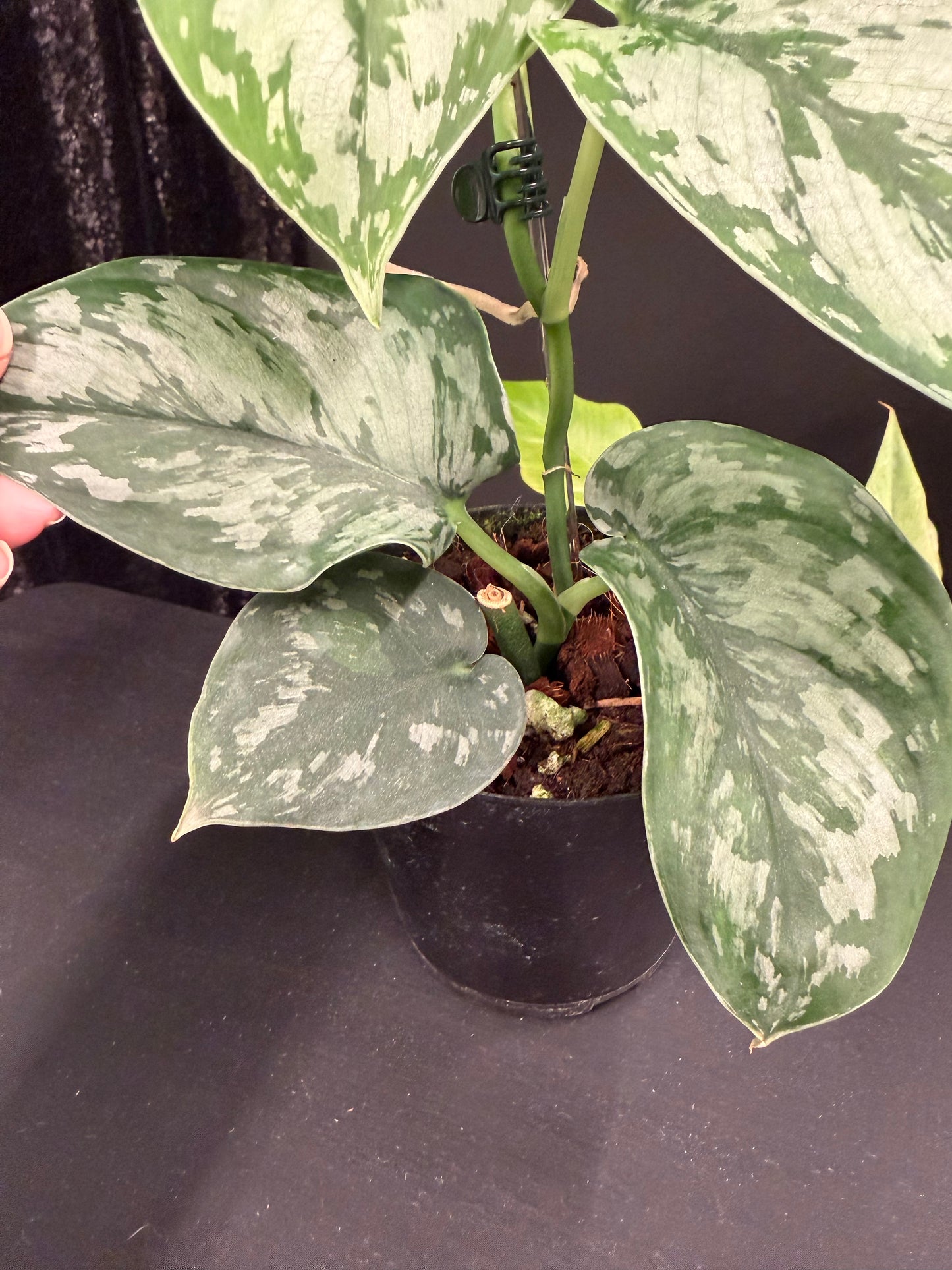 Scindapsus Army, Large Dark Green Leaf