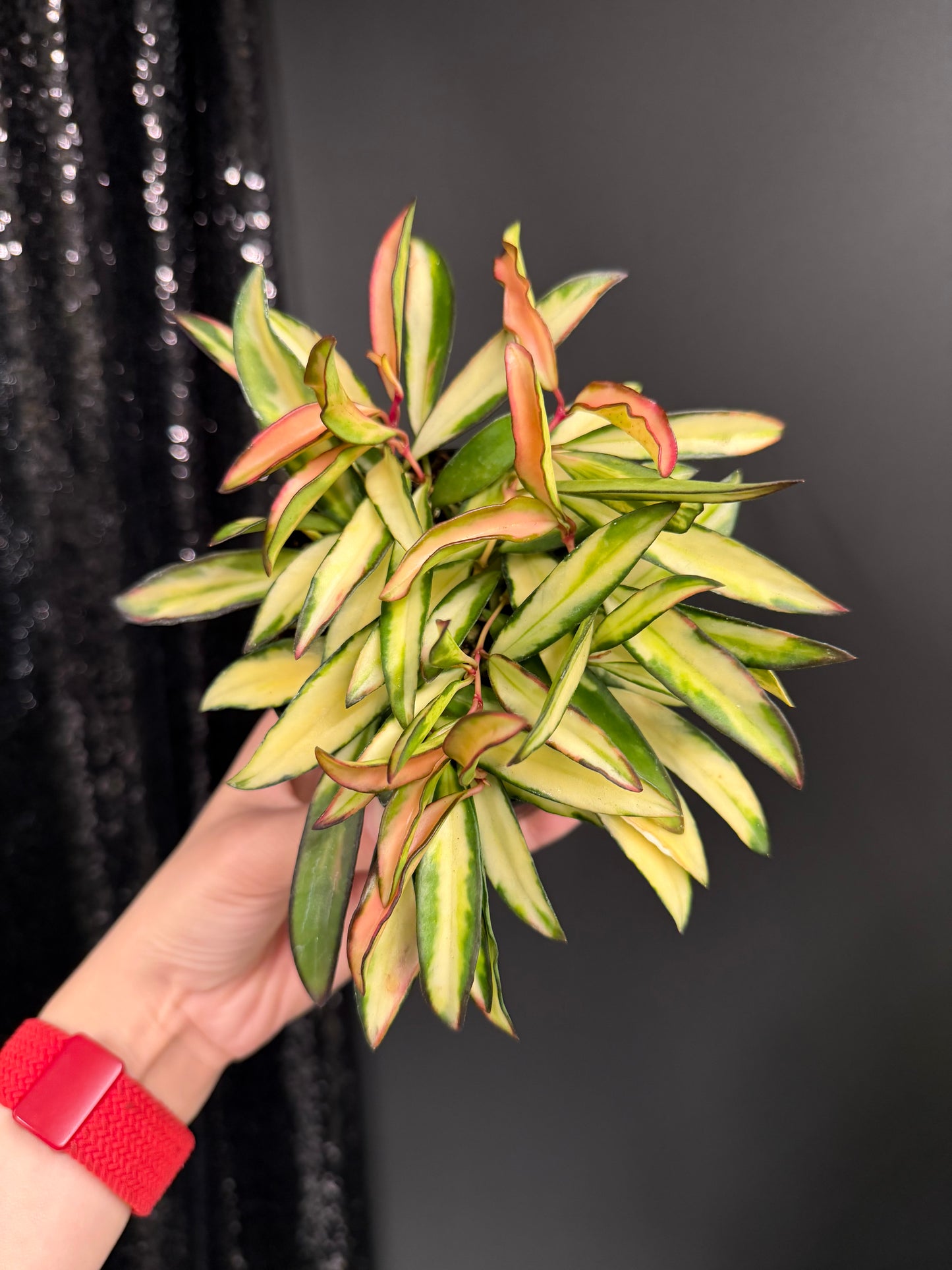 Hoya Kentiana Variegated, Exact Plant 4" Pot