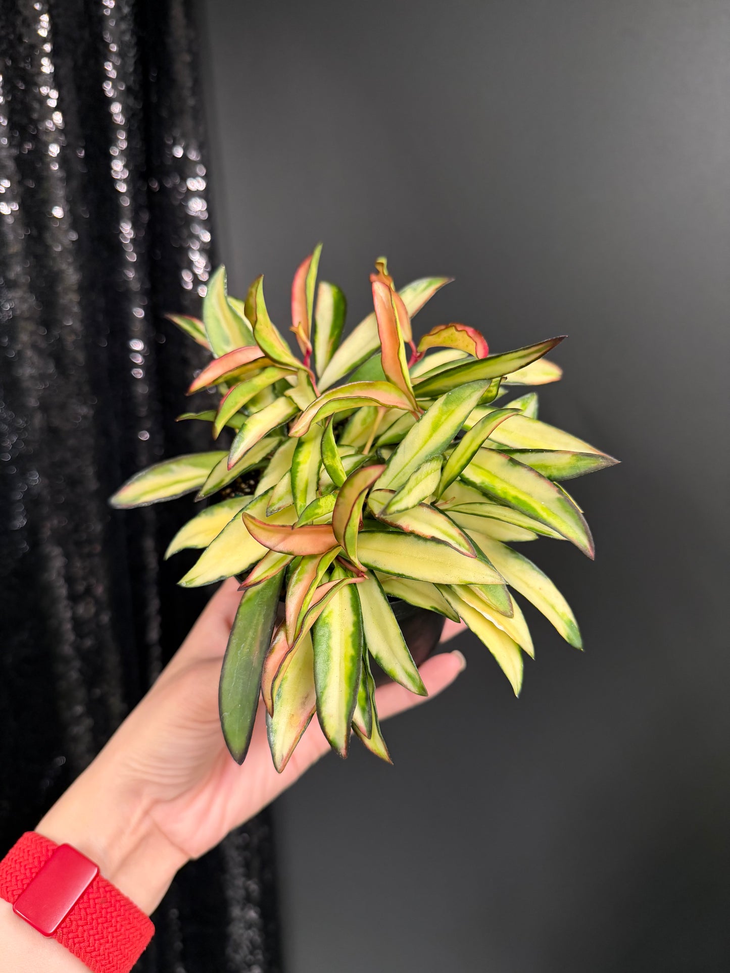 Hoya Kentiana Variegated, Exact Plant 4" Pot