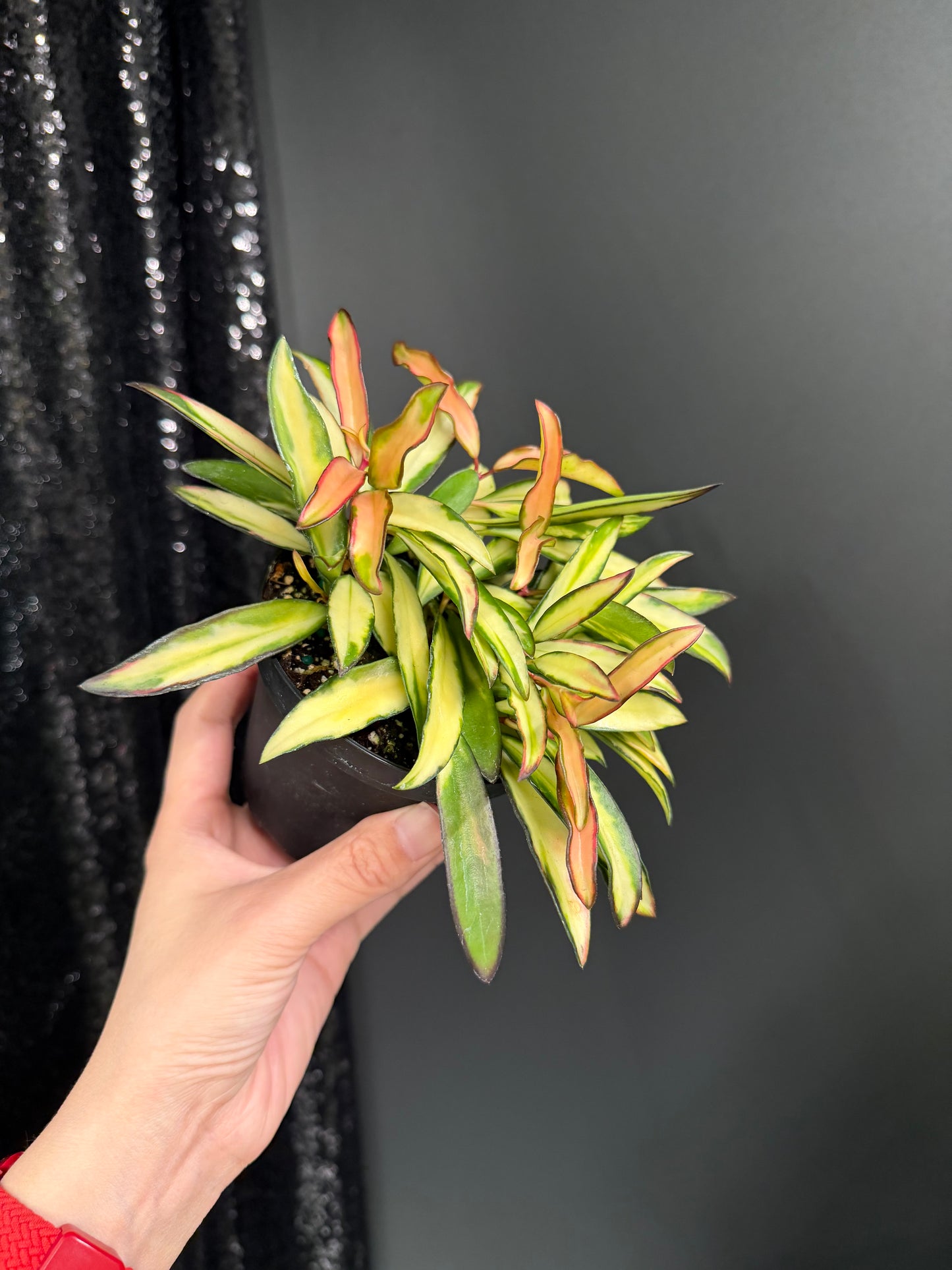 Hoya Kentiana Variegated, Exact Plant 4" Pot