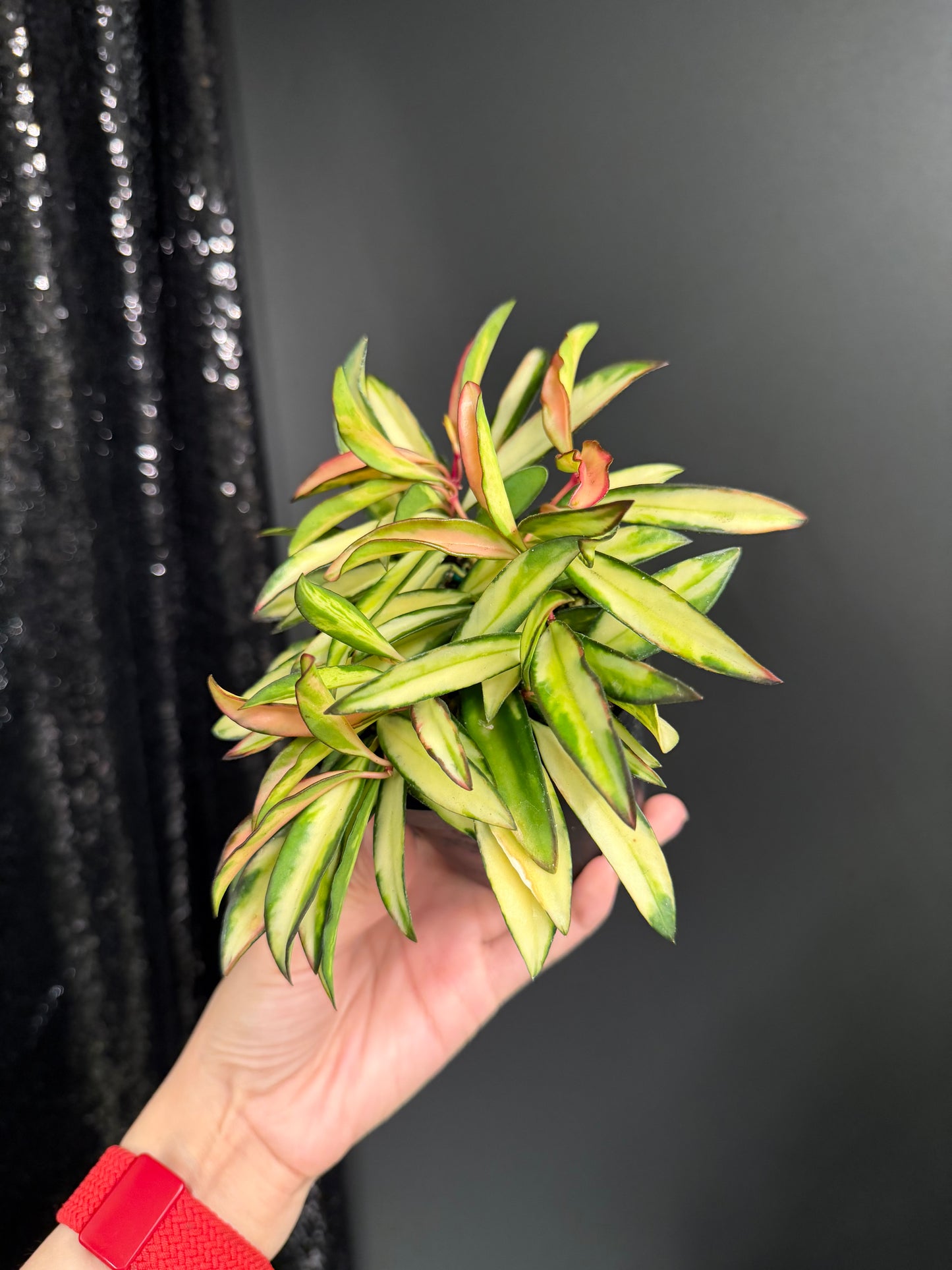 Hoya Kentiana Variegated, Exact Plant 4" Pot