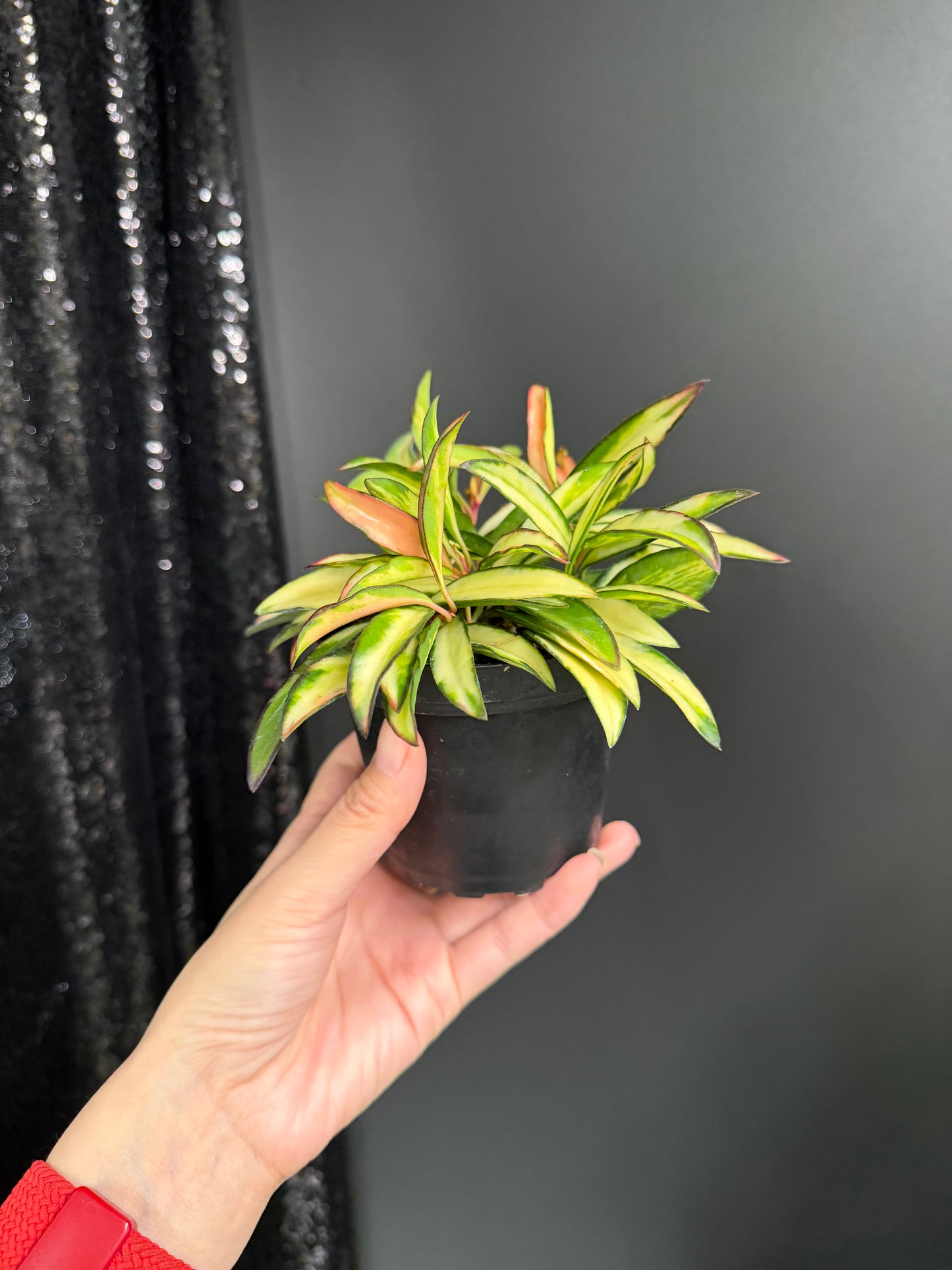 Hoya Kentiana Variegated, Exact Plant 4" Pot