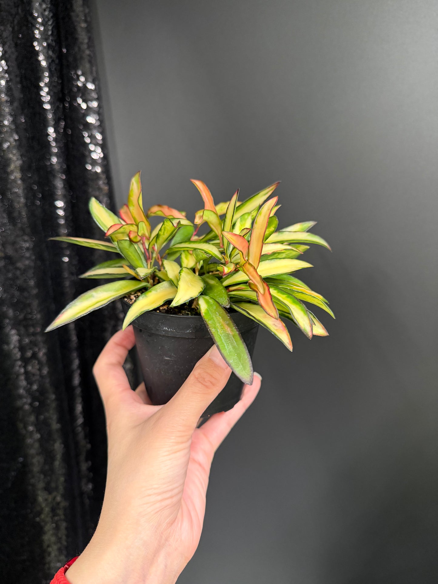 Hoya Kentiana Variegated, Exact Plant 4" Pot